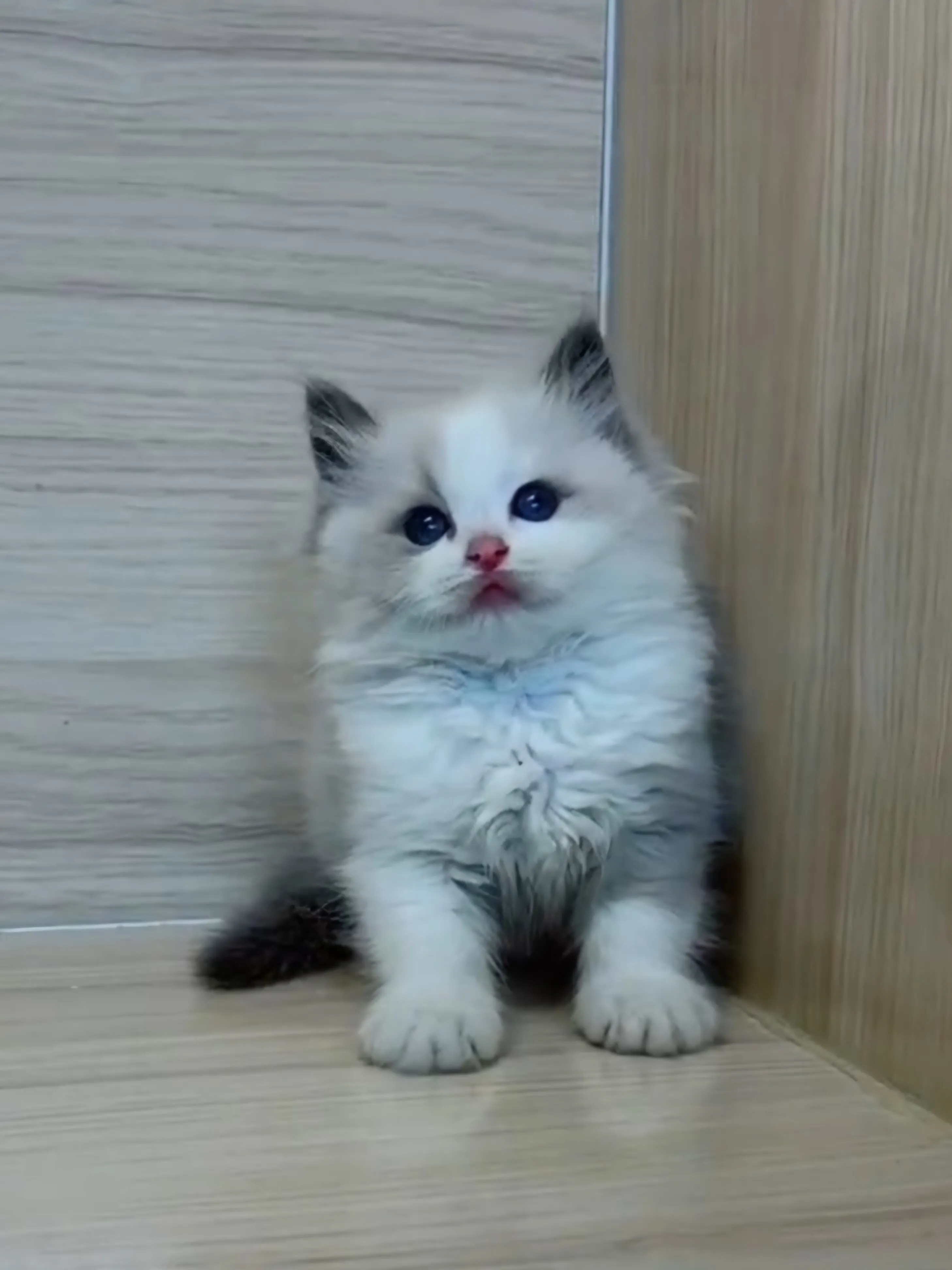 藍雙布偶妹妹 (已找到家人)