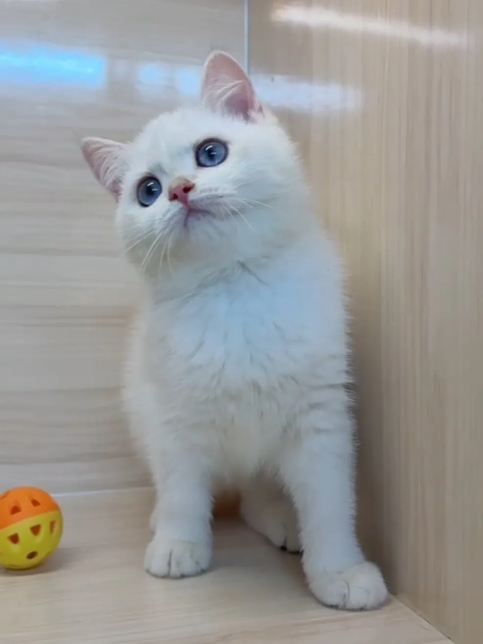 金點英短妹妹 (已找到家人)