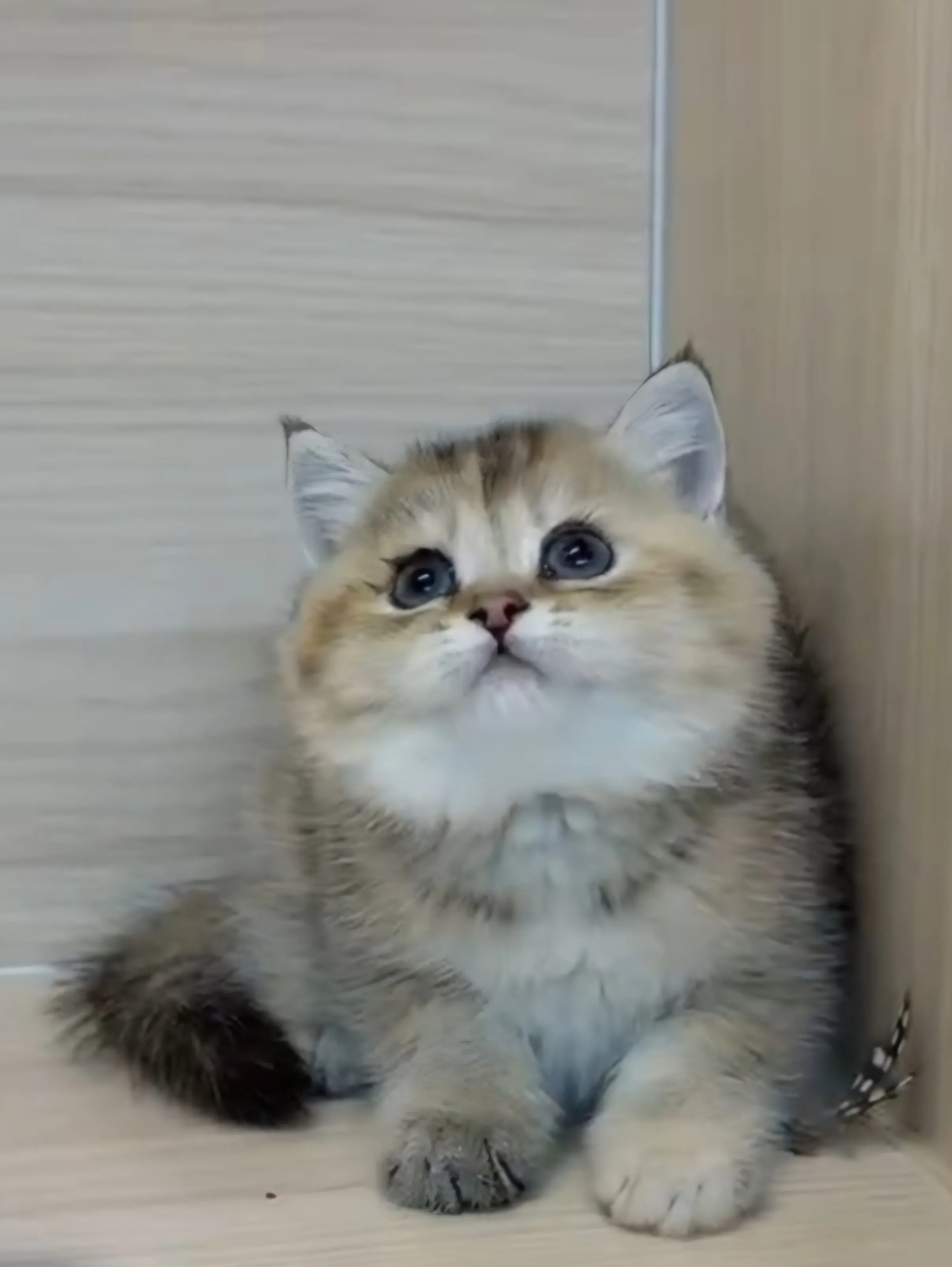 黑金漸層妹妹 (已找到家人) 