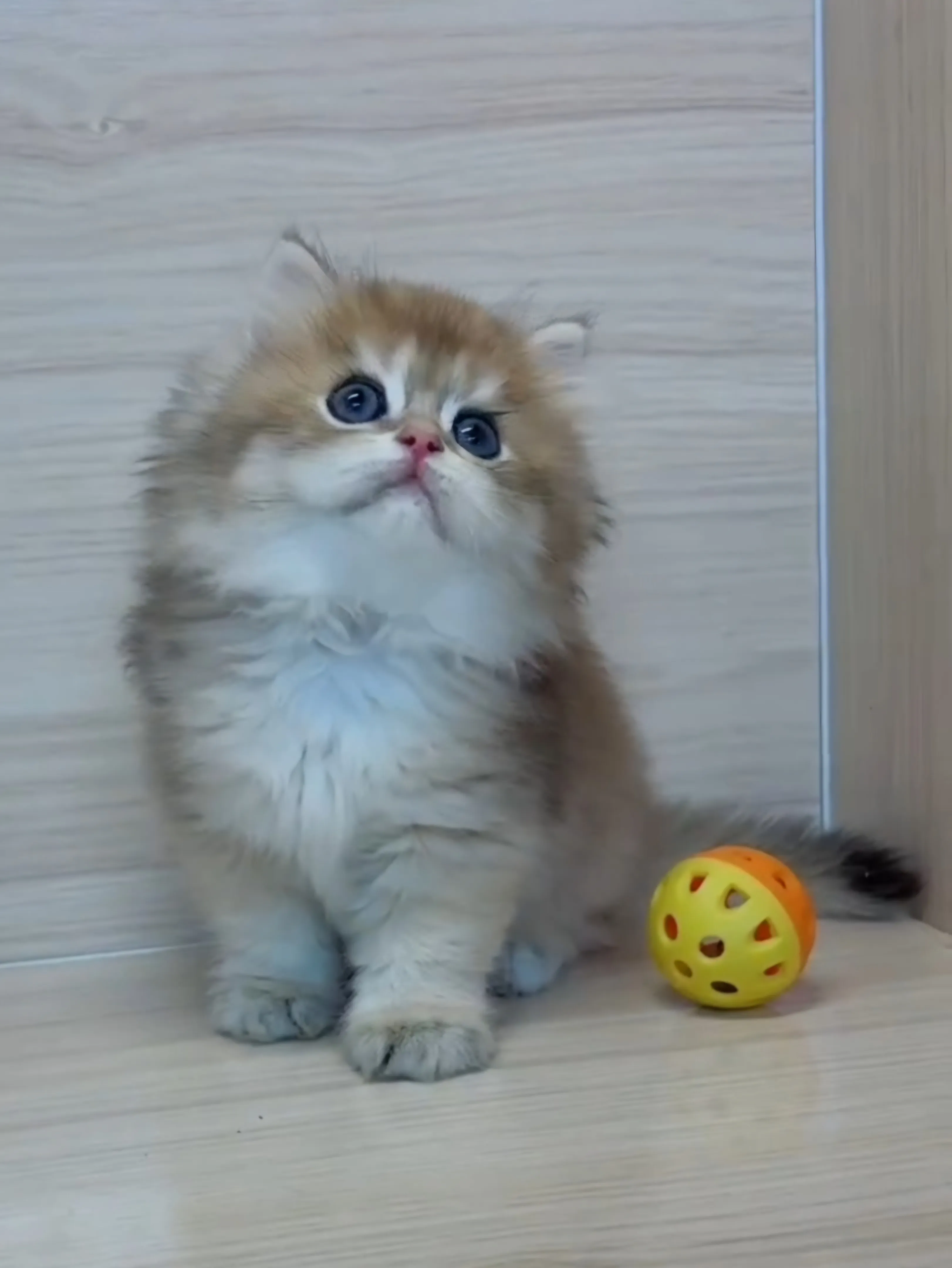 長毛金漸層弟弟 (已找到家人)