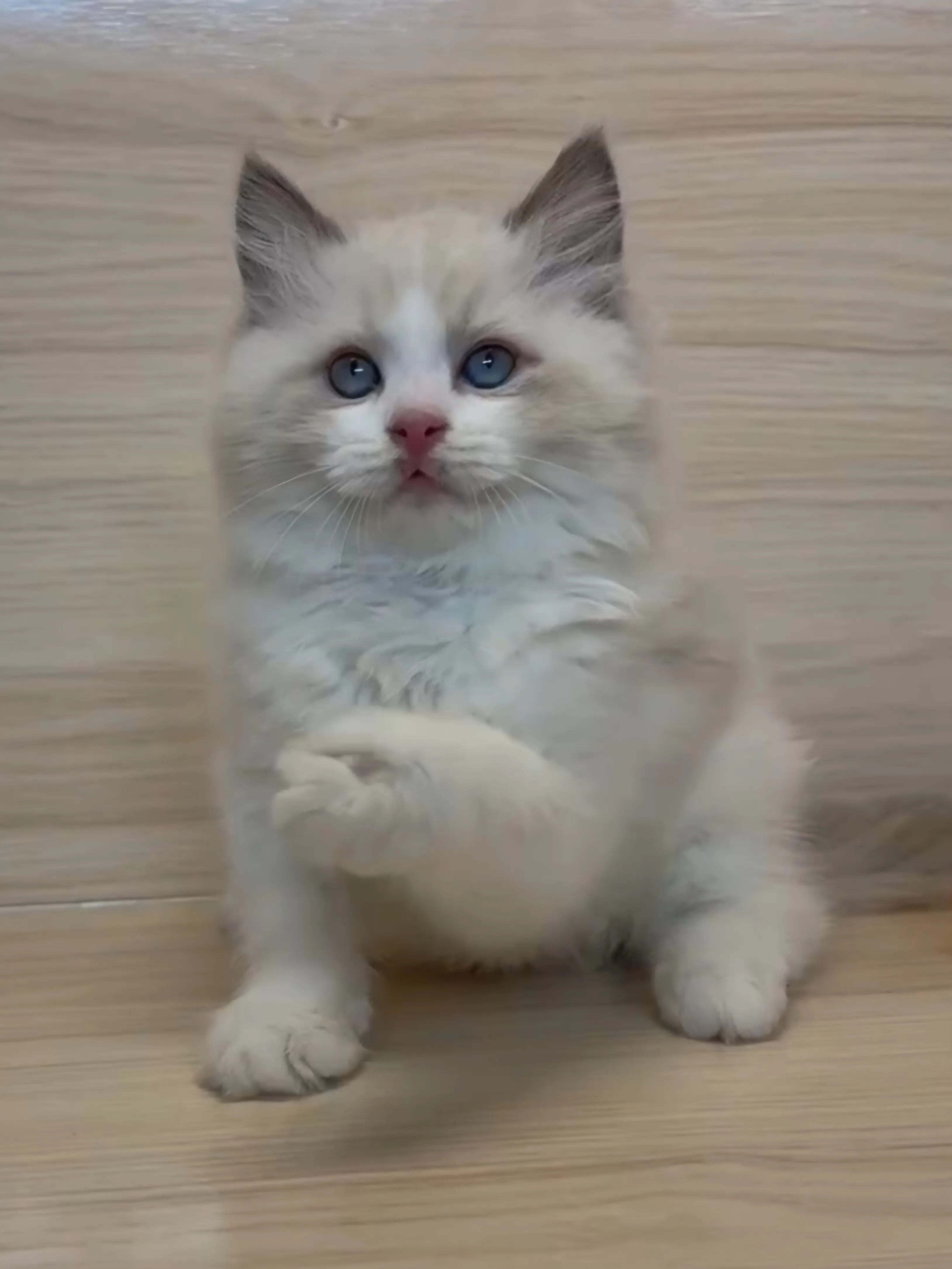 藍雙布偶弟弟 (已找到家人)