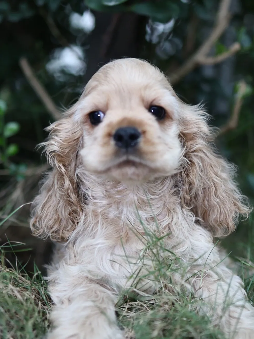 奶油美系可卡妹妹