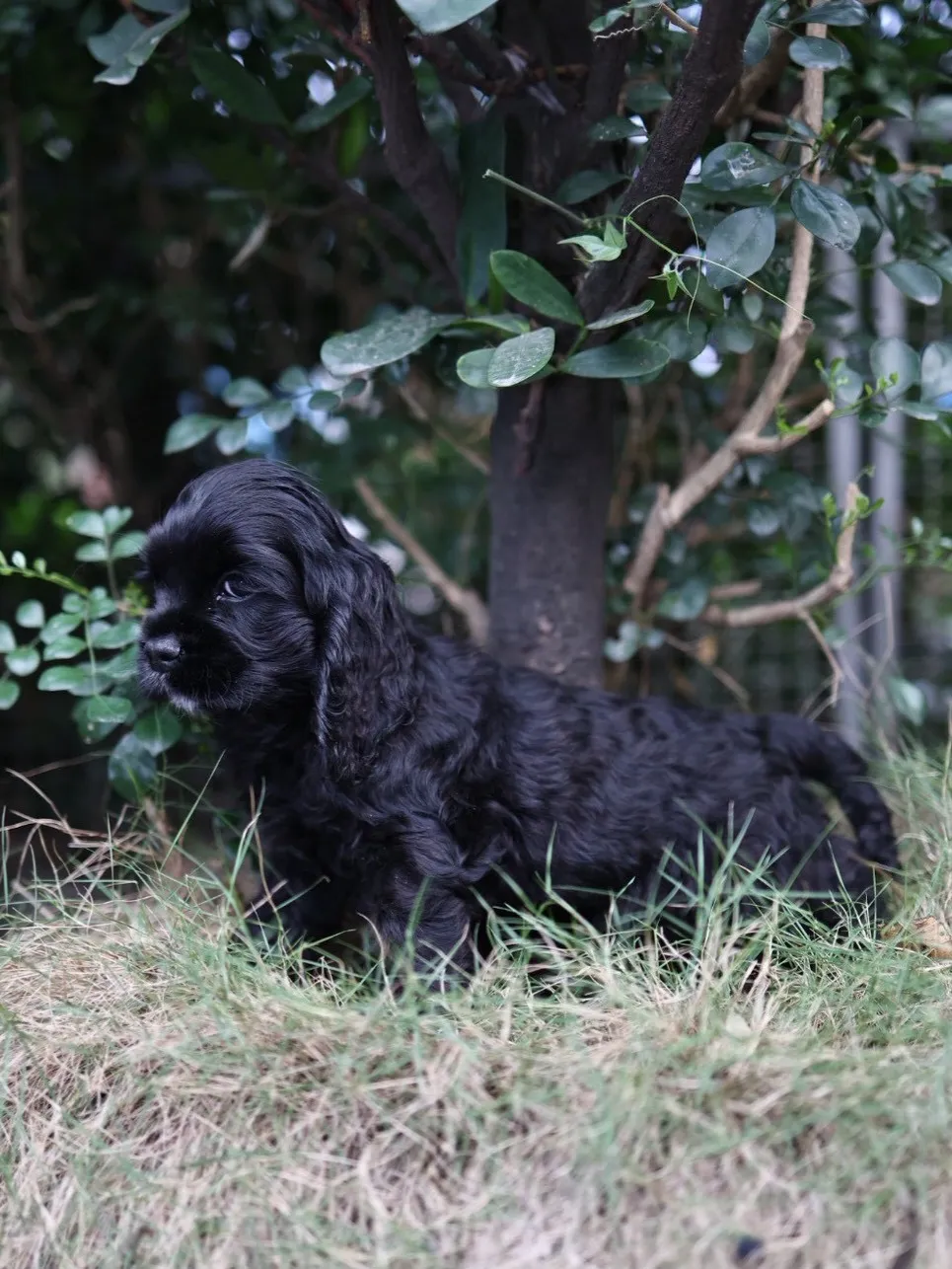 黑美系可卡妹妹