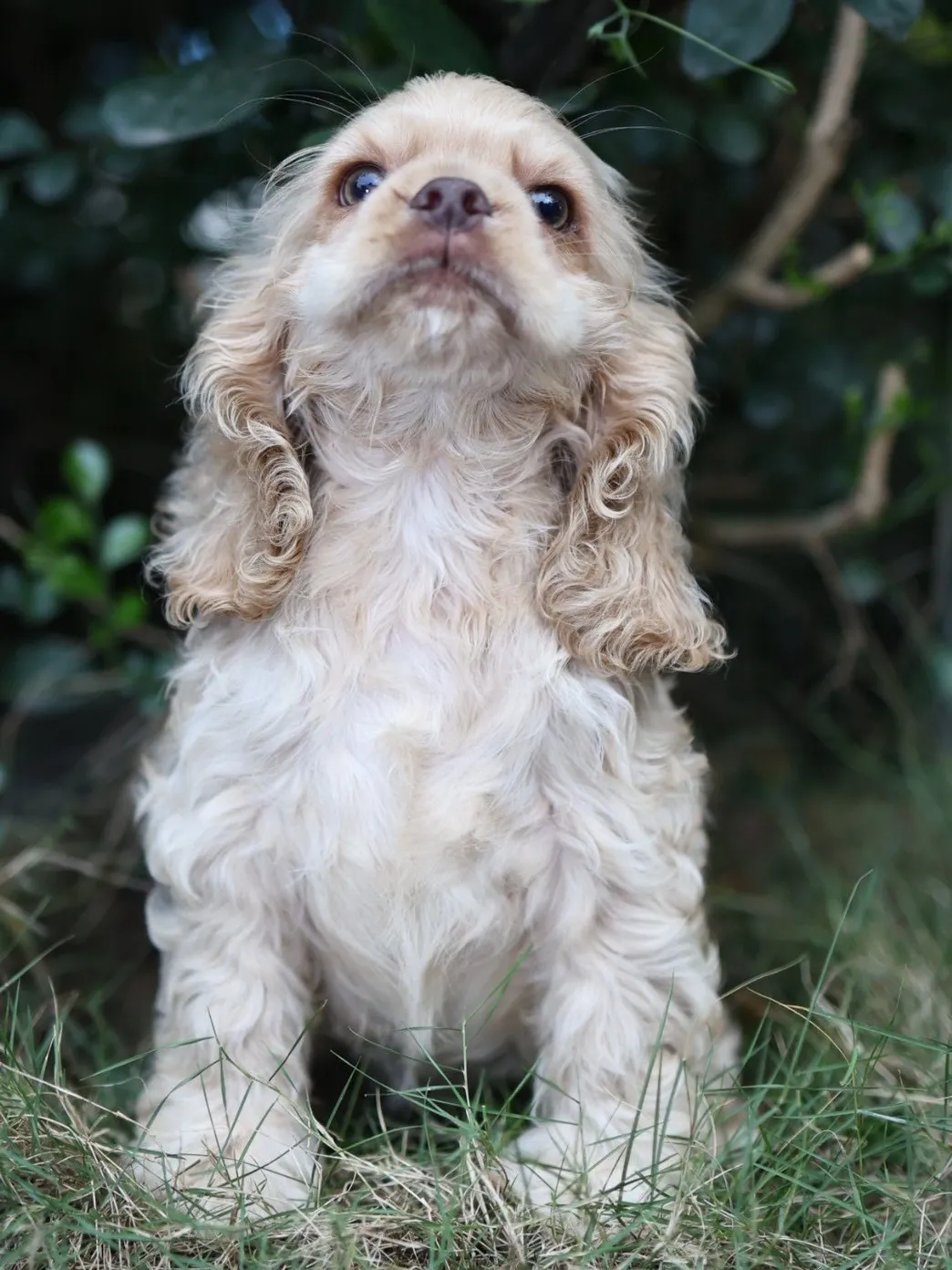 奶油美系可卡妹妹