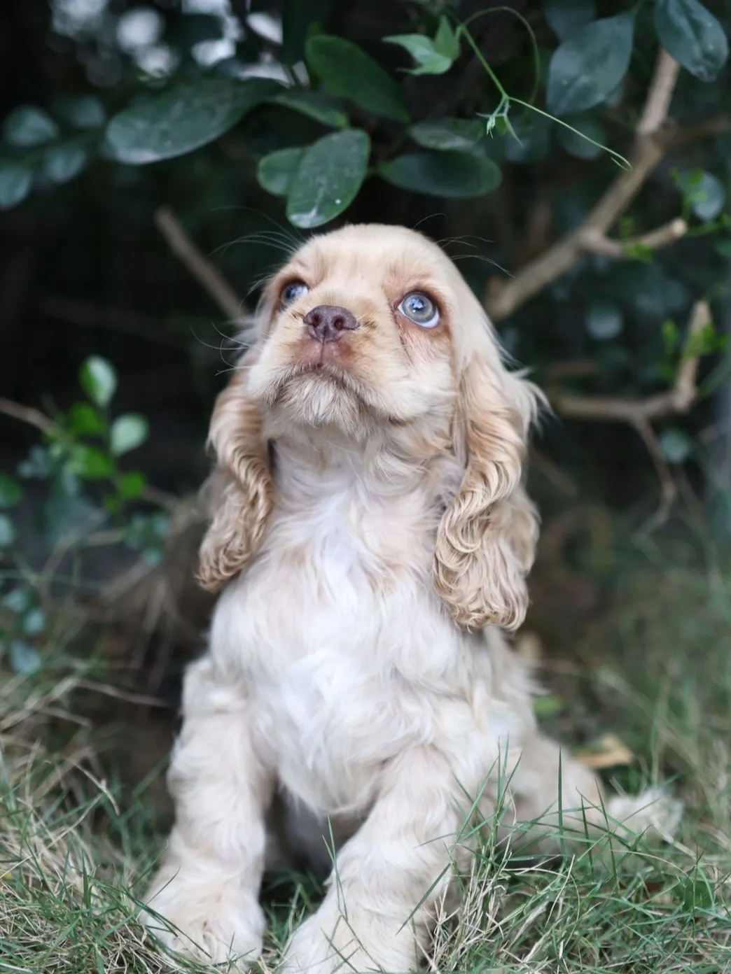 奶油美系可卡妹妹