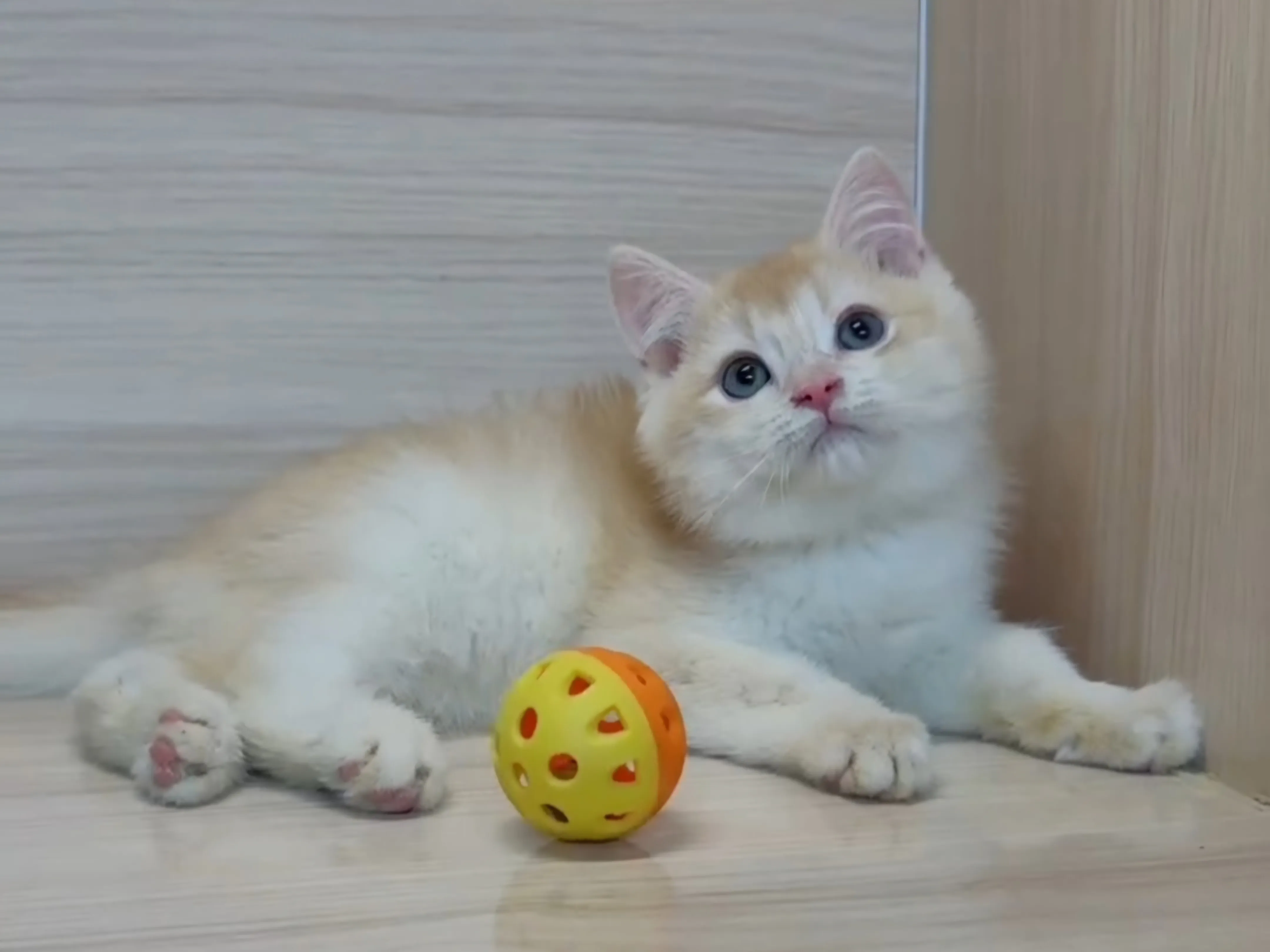 奶茶金英短弟弟