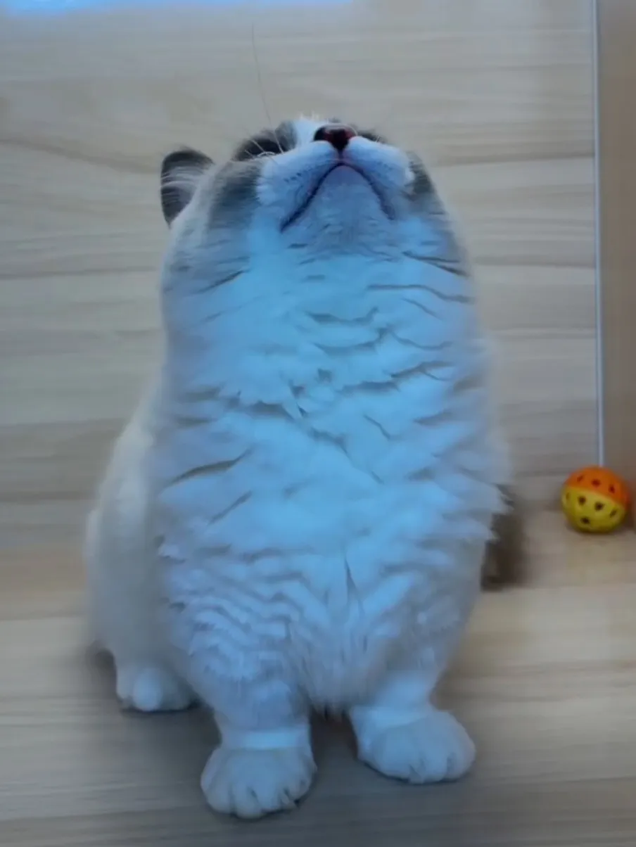 海雙小步舞曲妹妹