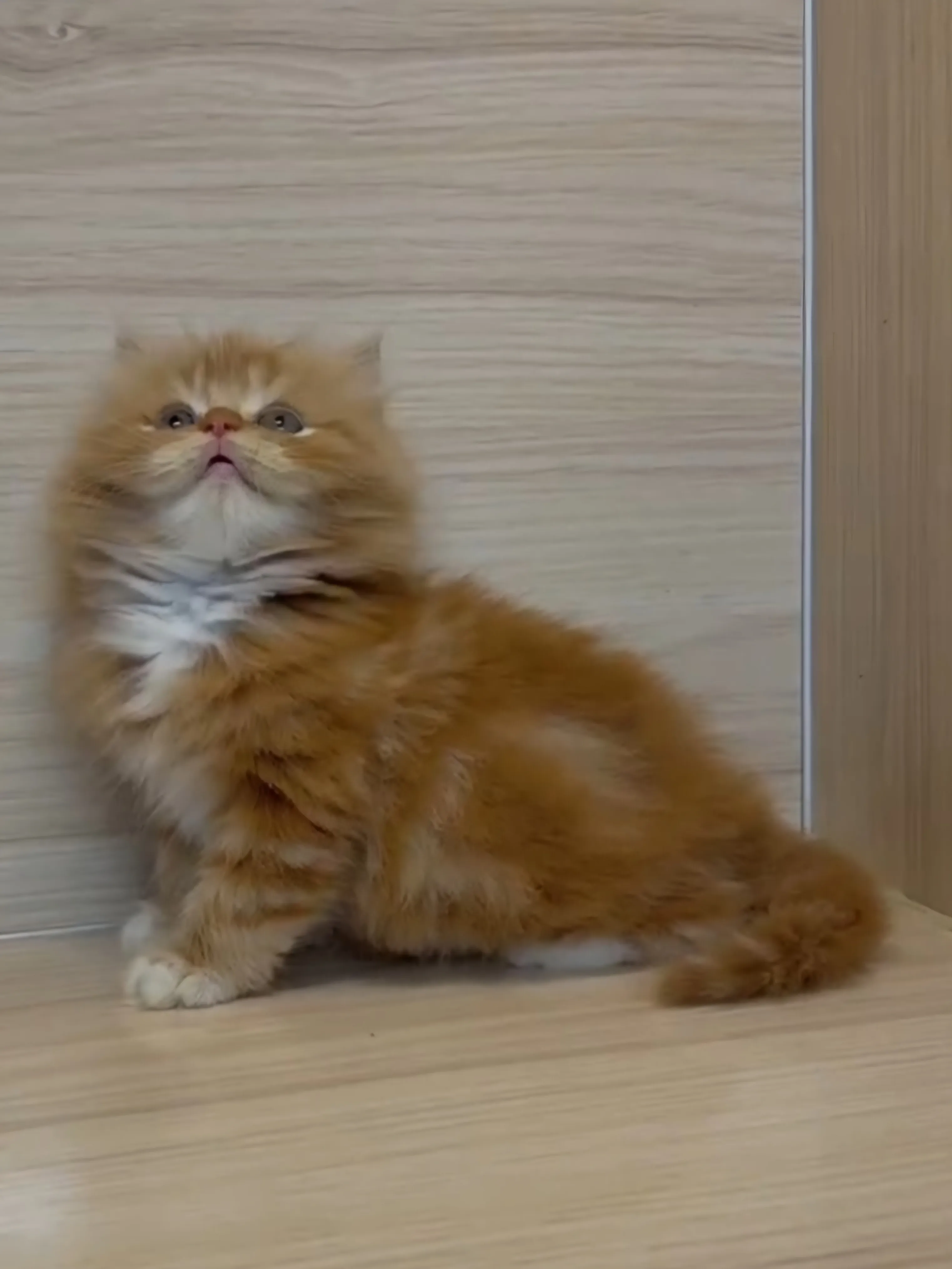 橘白英長弟弟 (已找到家人)