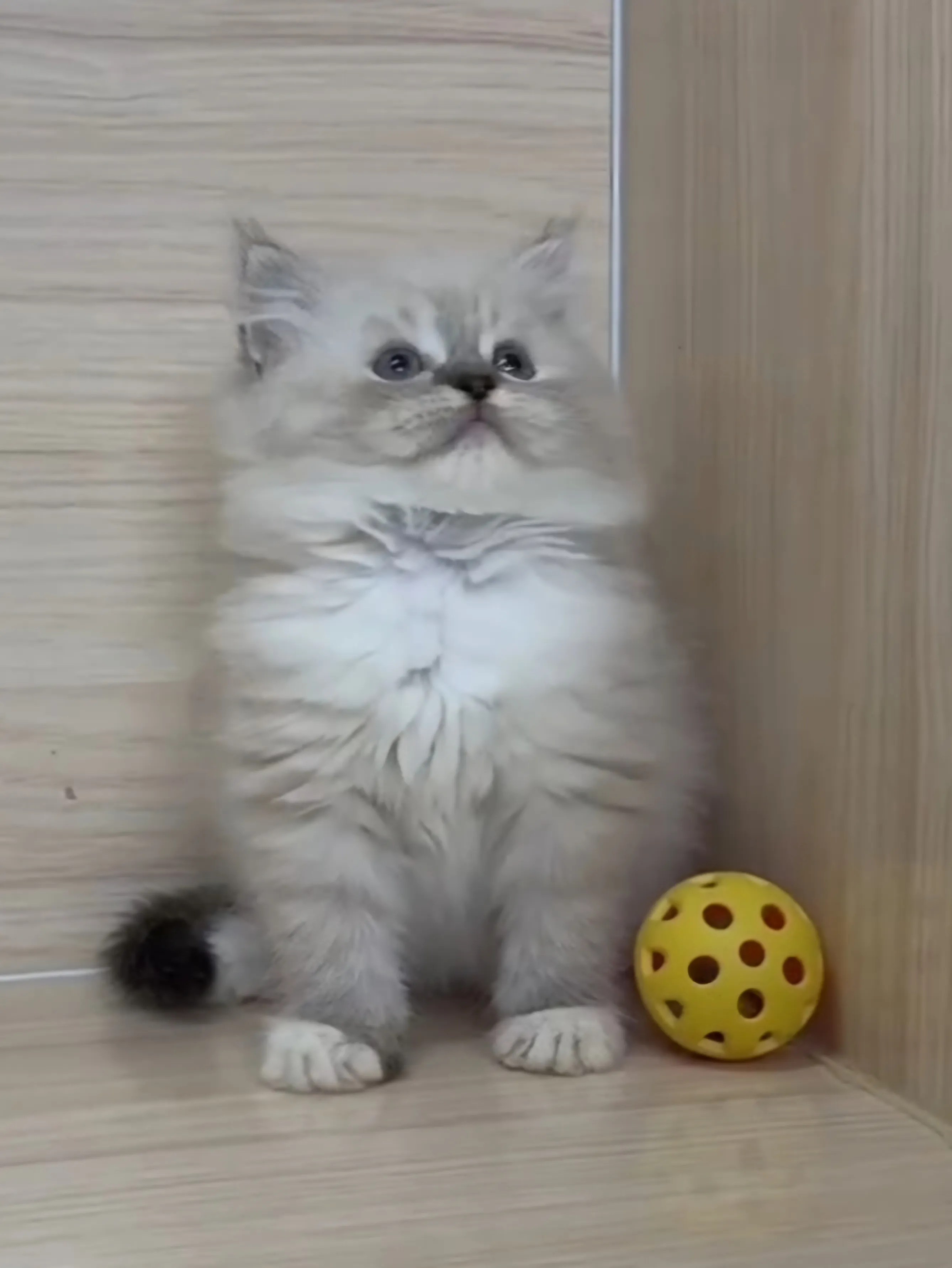 山貓紋英長弟弟