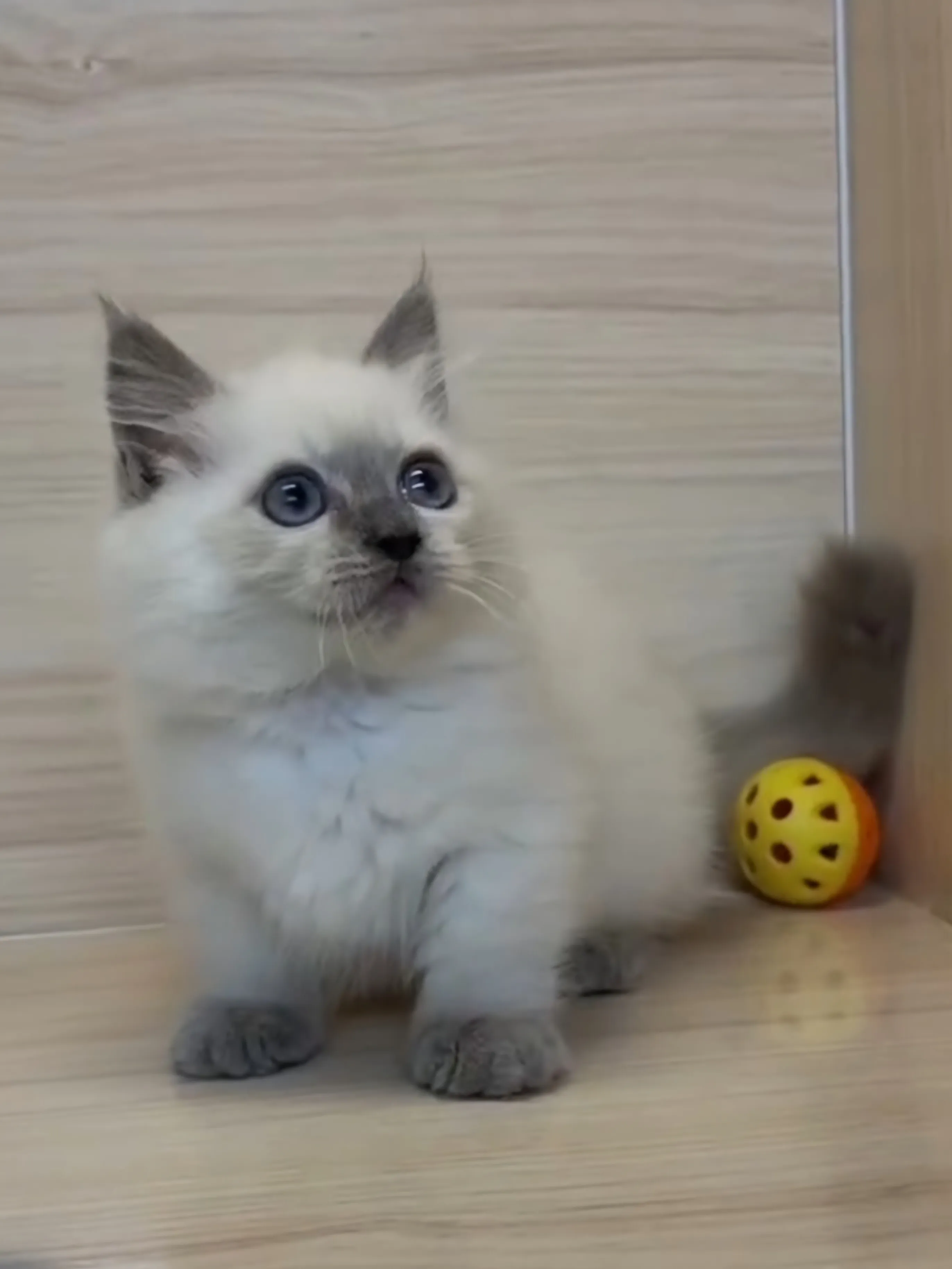 藍重點小部舞曲妹妹