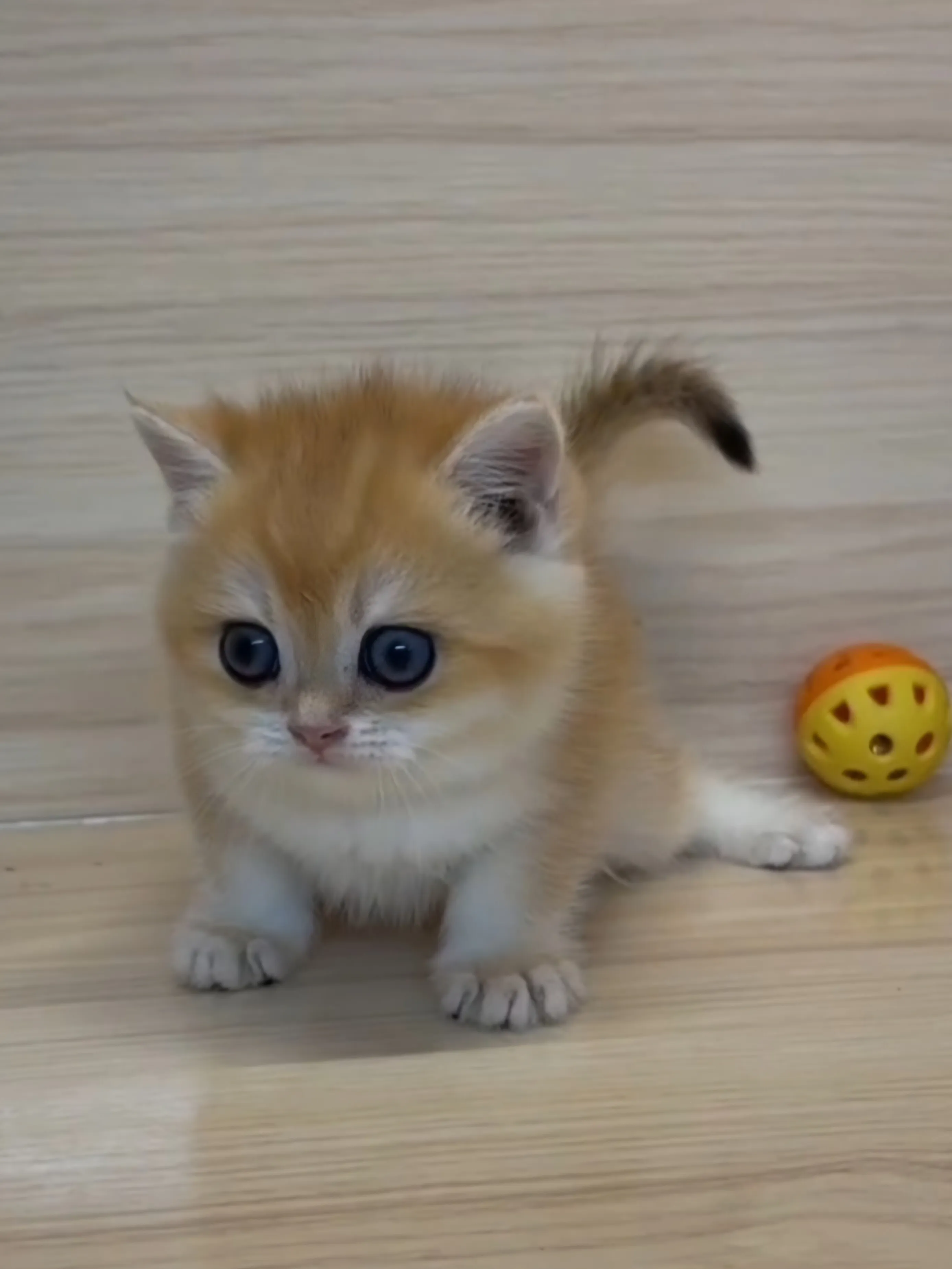 金漸層妹妹 (已找到家人)