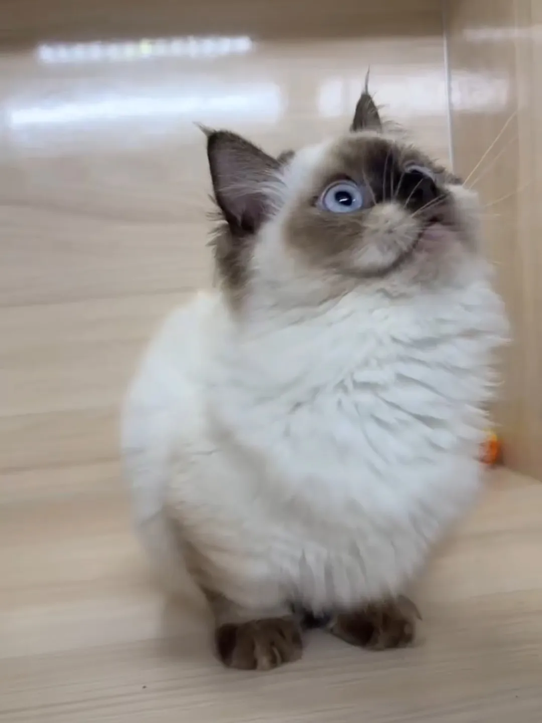 海豹重點小步舞曲妹妹