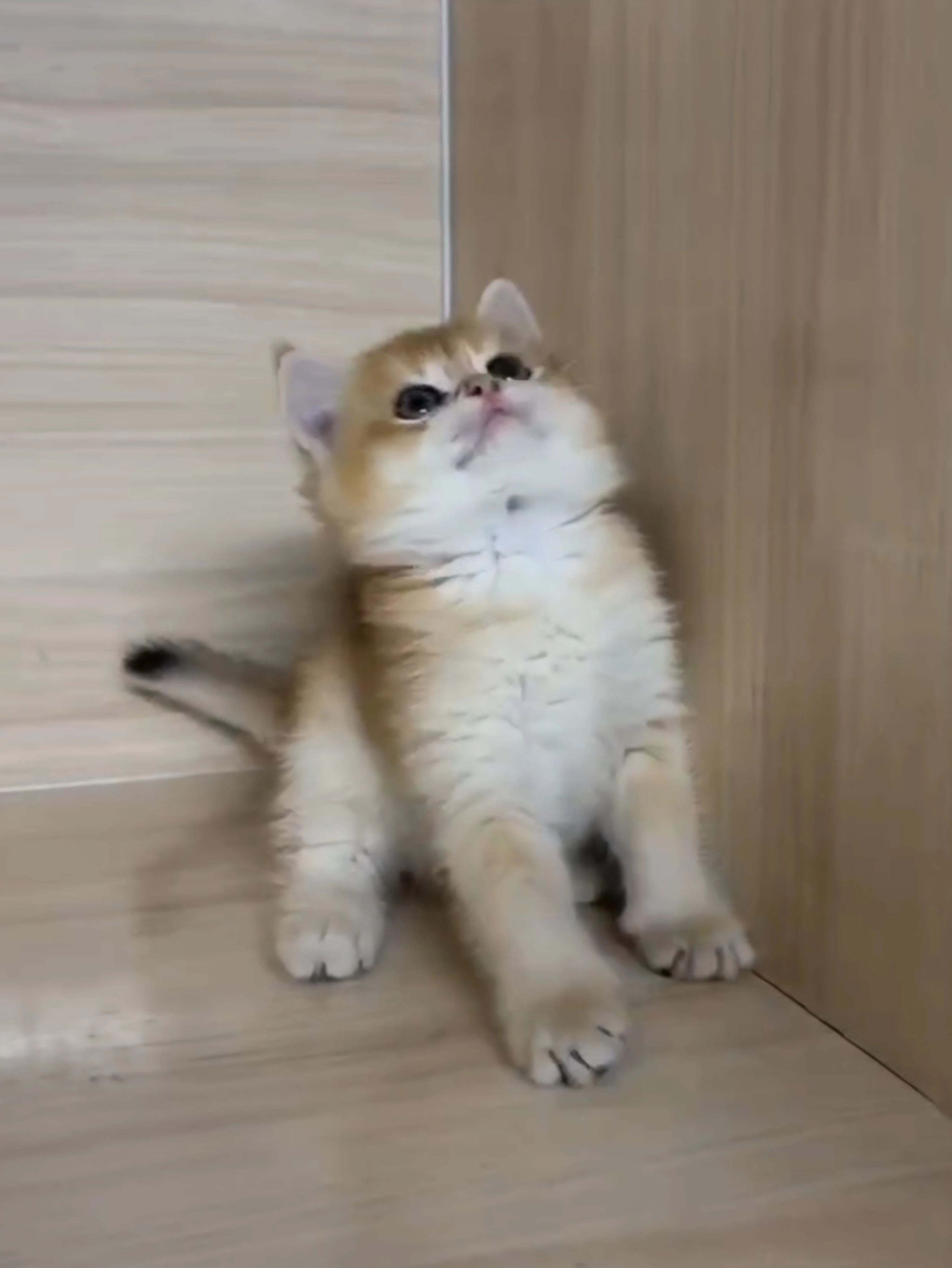 金漸層弟弟