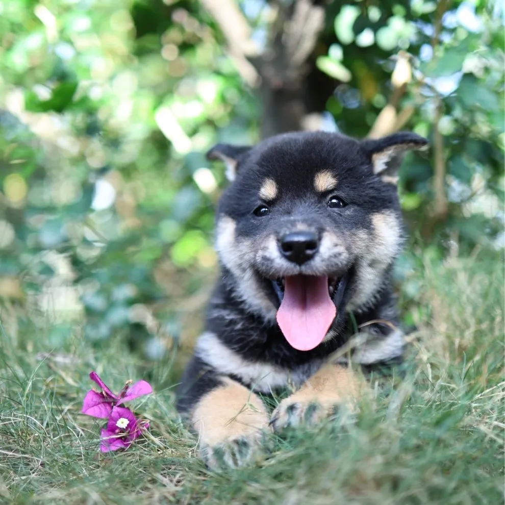 柴犬弟弟