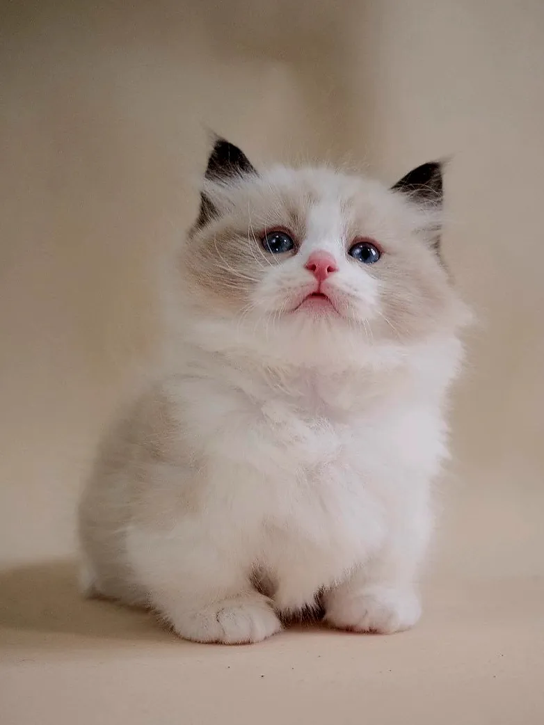 布偶海雙超短腳弟弟 