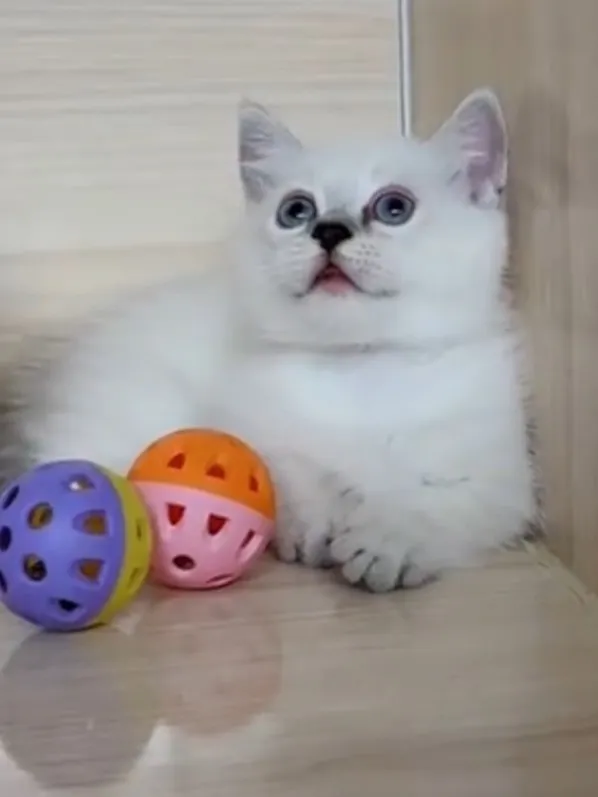 曼赤肯重點弟弟