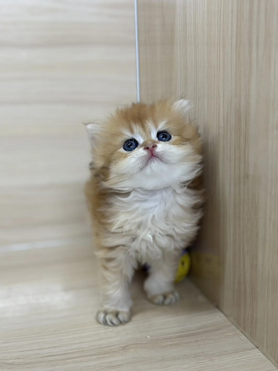 長毛金漸層弟弟 