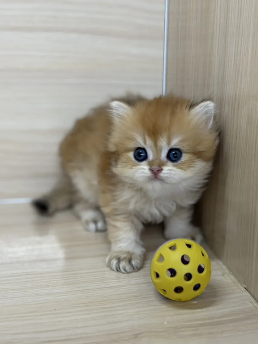 長毛金漸層弟弟 (已找到家人)