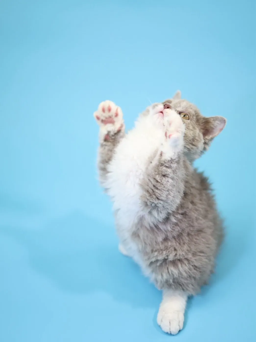 紫丁香加白賽爾凱捲毛弟弟