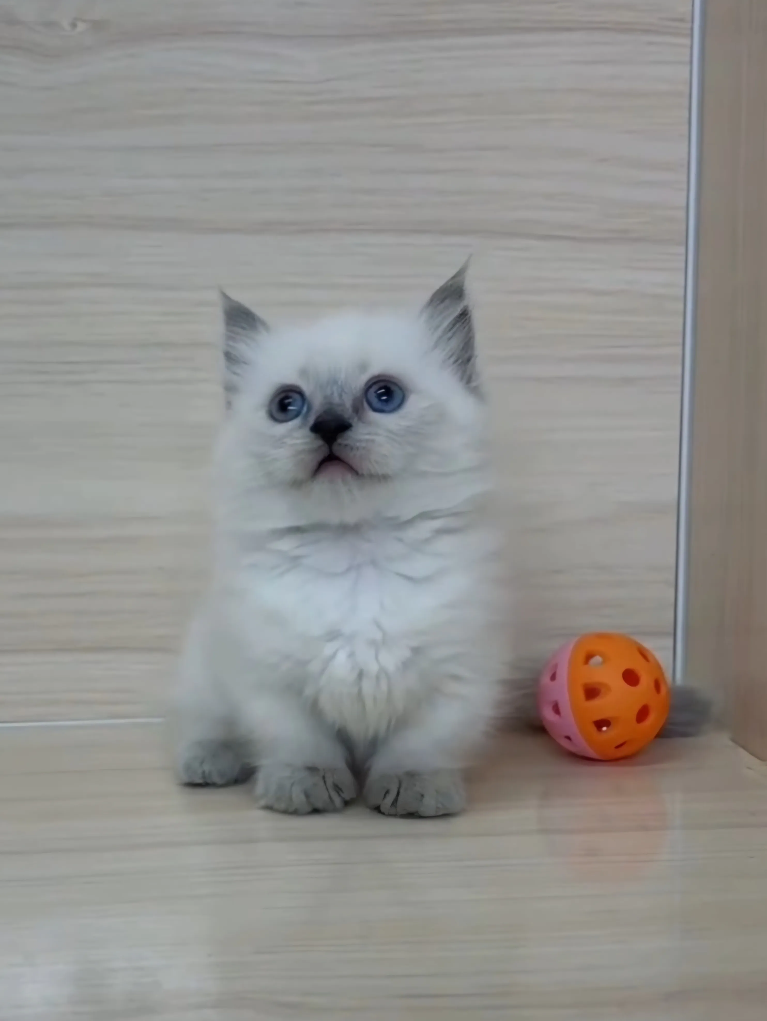 藍重點布偶小部舞曲妹妹 (已找到家人)