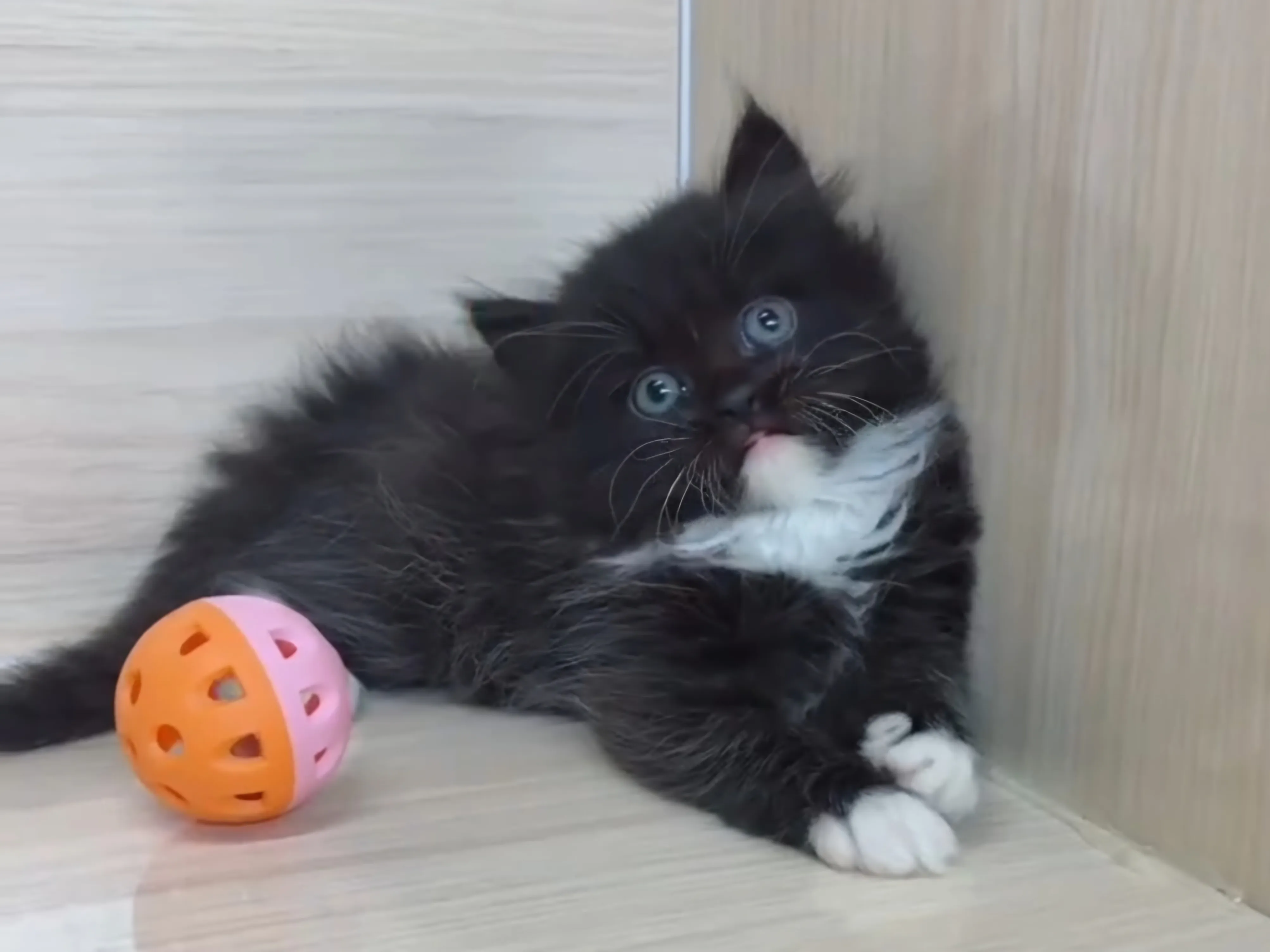 黑白英長妹妹 (已找到家人)