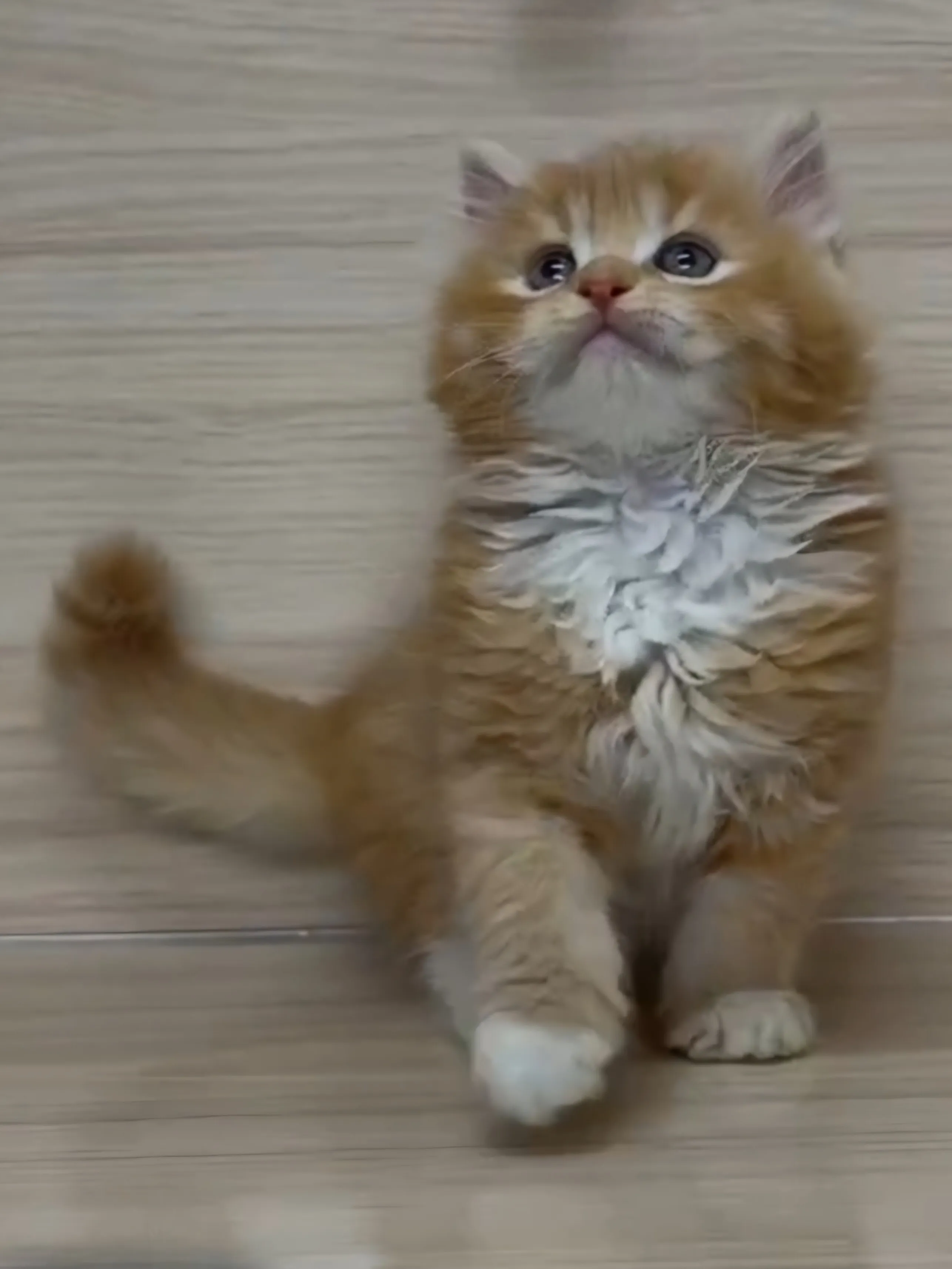 橘白英長弟弟 (已找到家人)