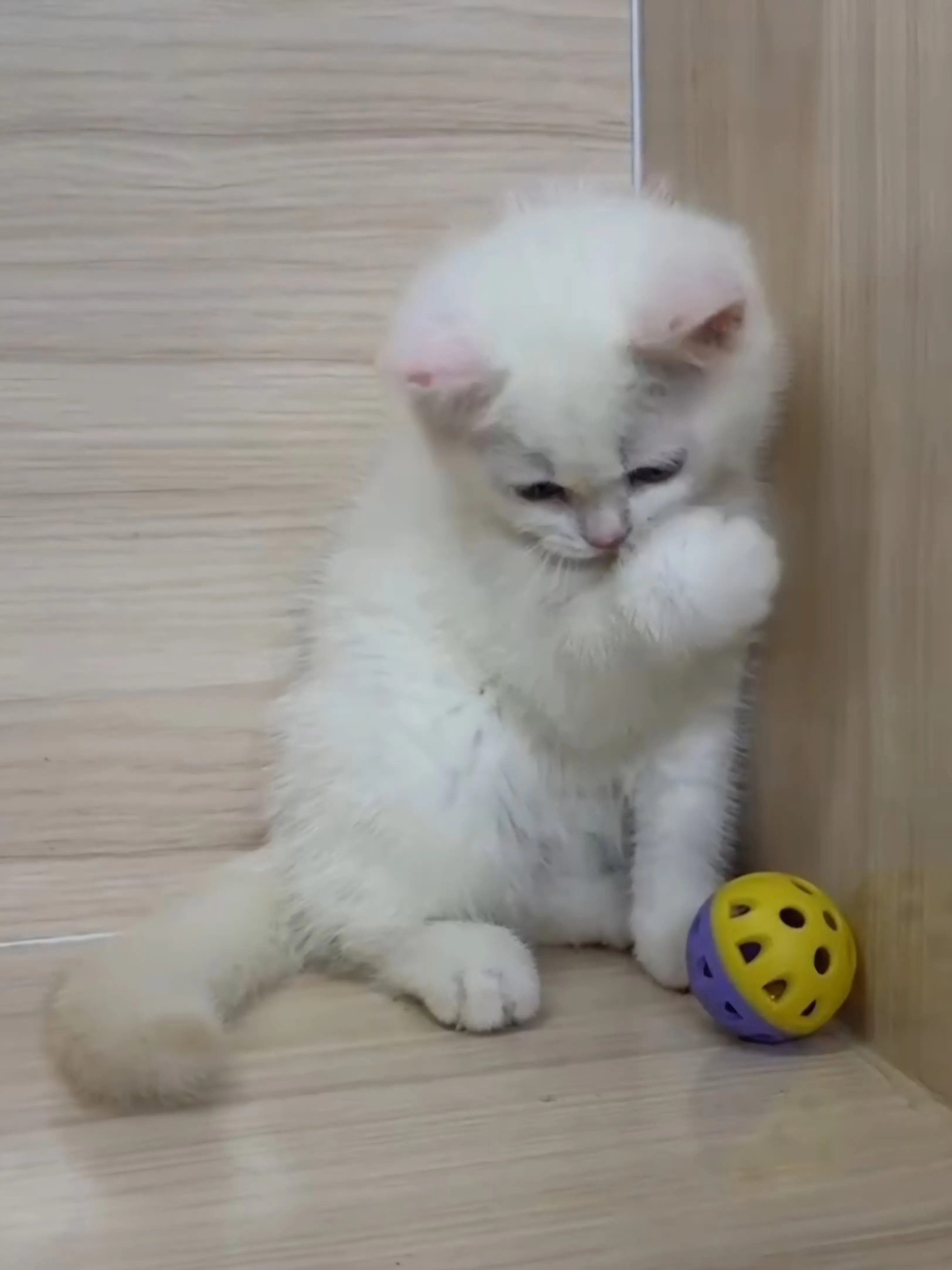 奶油重點英短弟弟