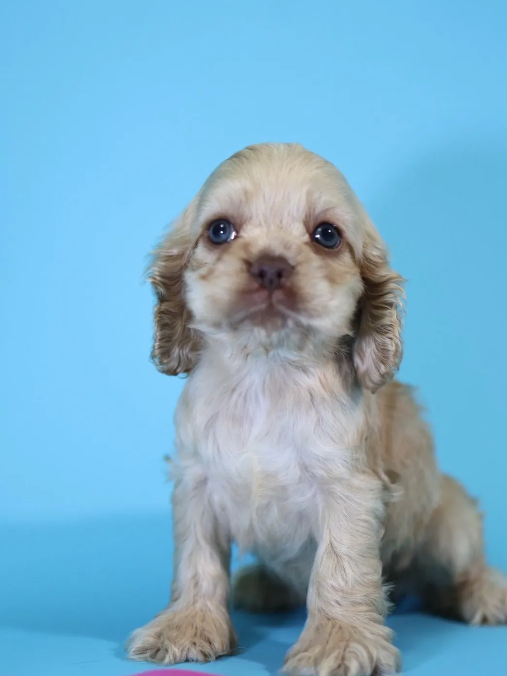 奶油美系可卡妹妹