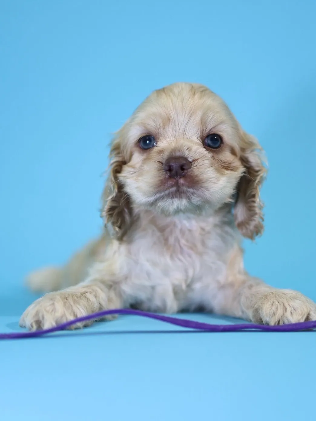 奶油美系可卡妹妹