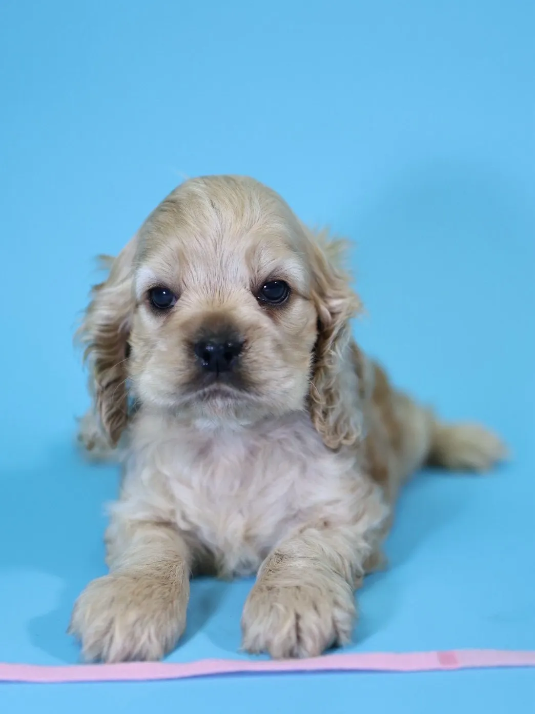 奶油美系可卡妹妹