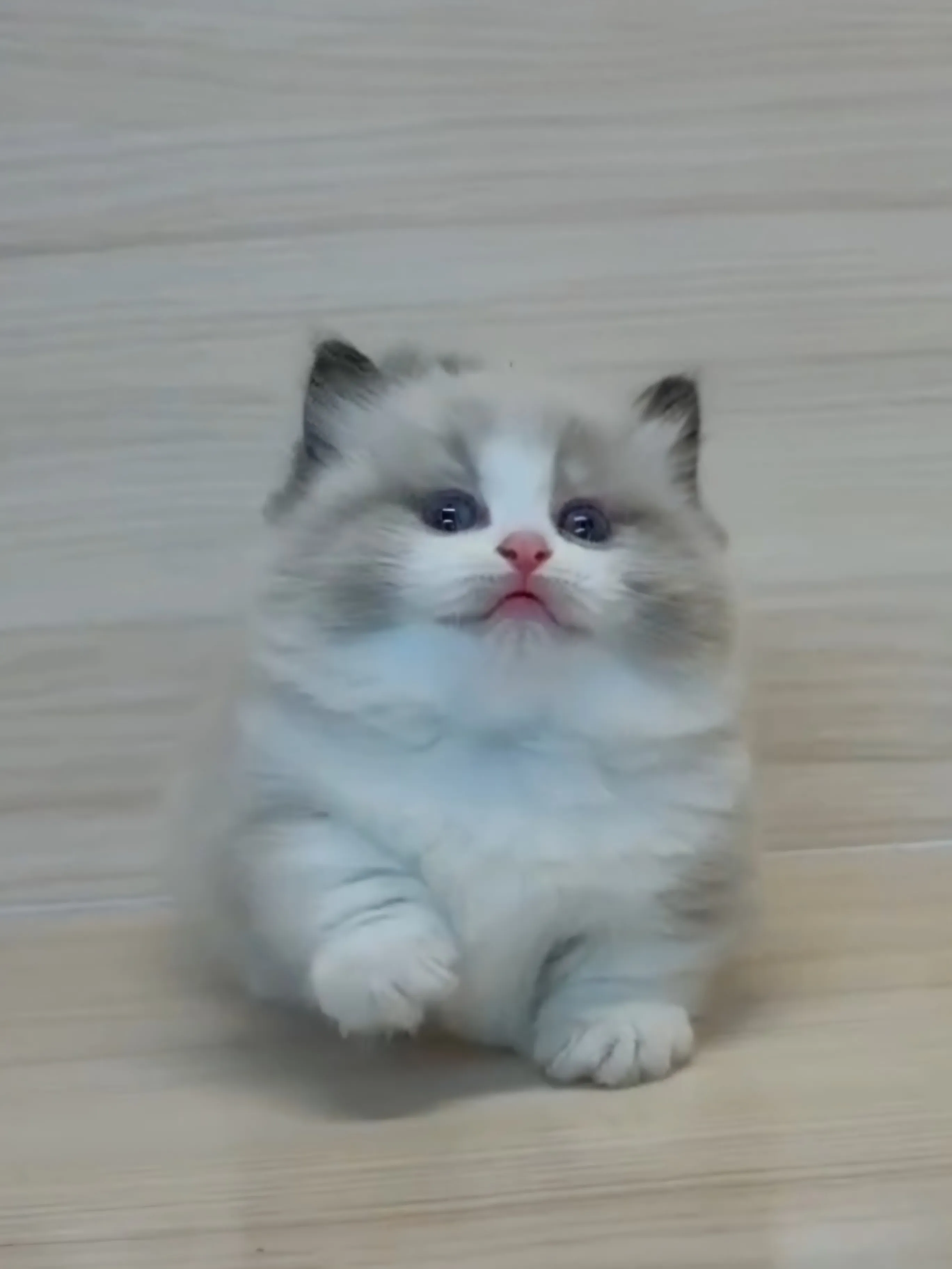 海雙布偶小布舞曲妹妹