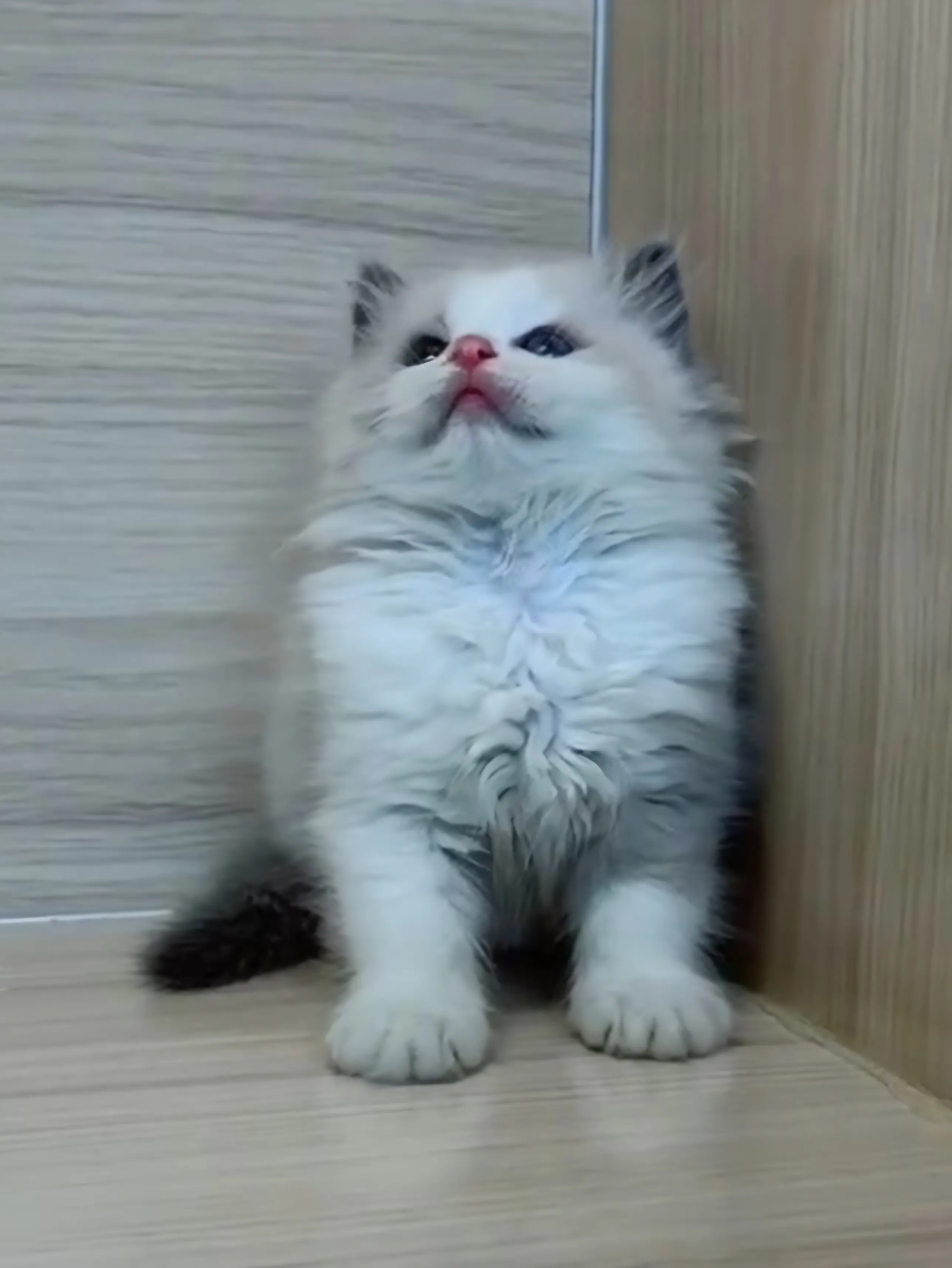 藍雙布偶妹妹 (已找到家人)