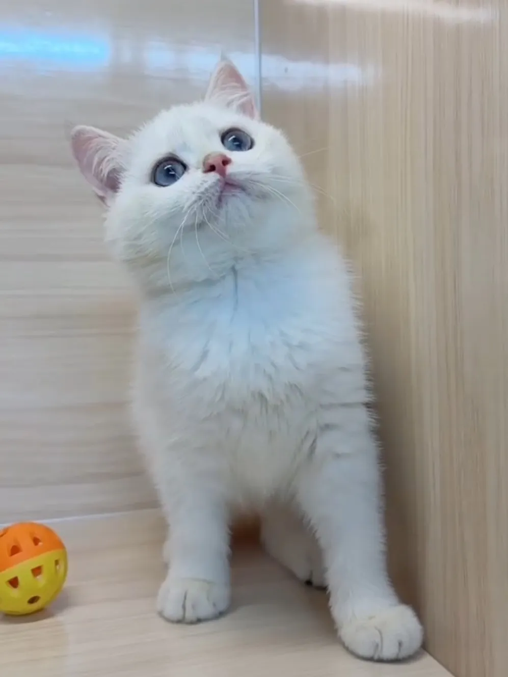 金點英短妹妹 (已找到家人)