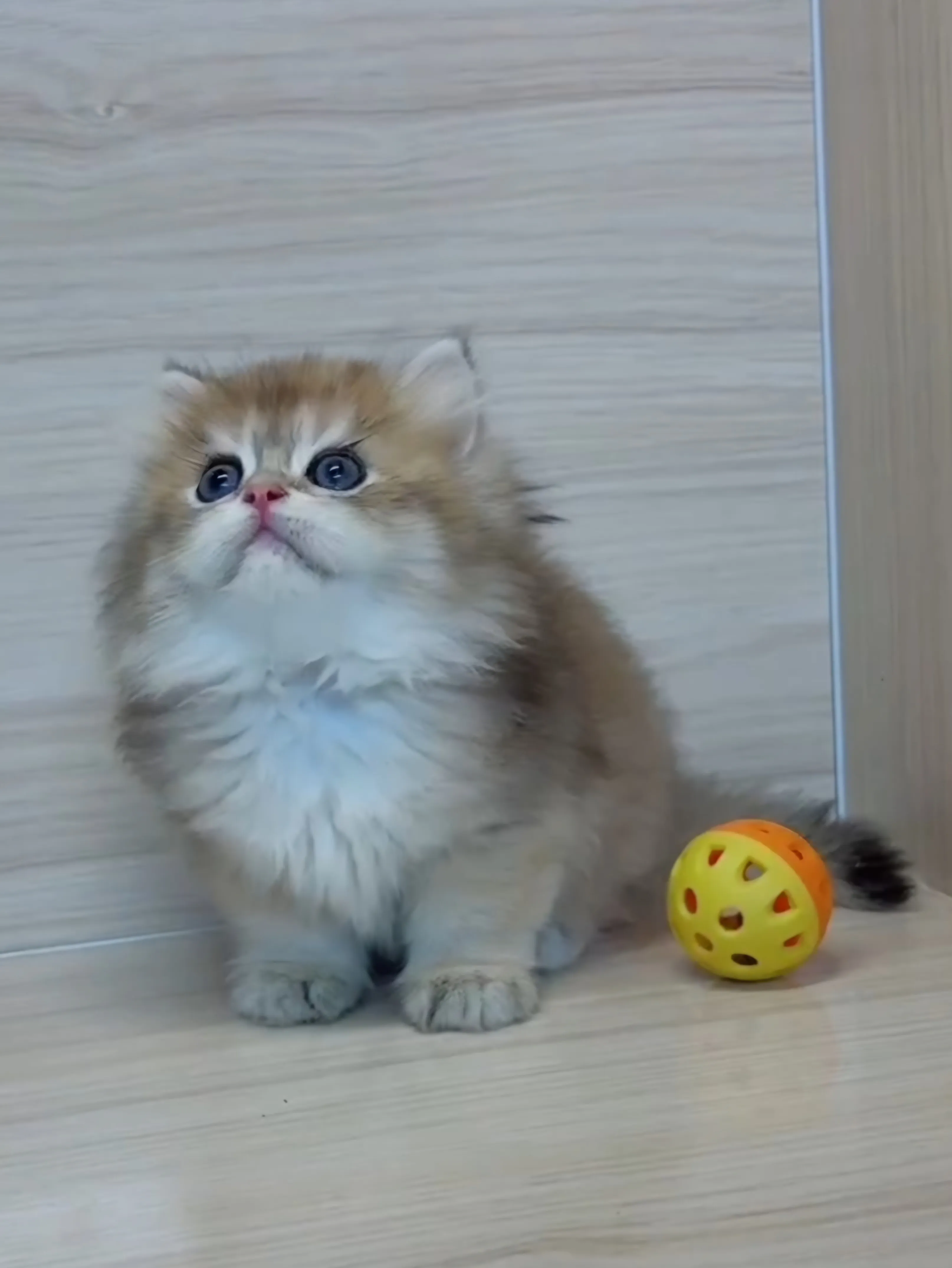 長毛金漸層弟弟 (已找到家人)