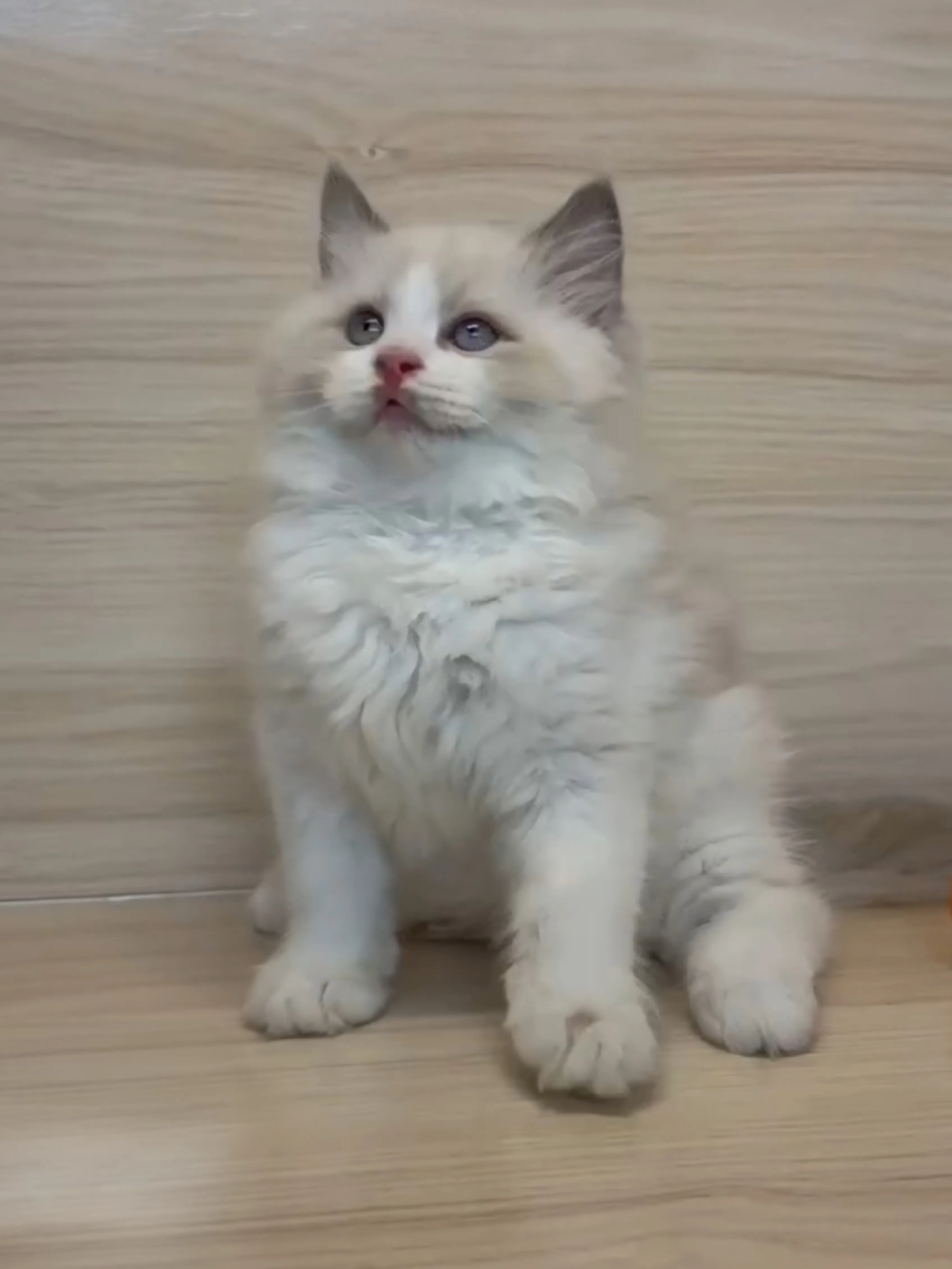 藍雙布偶弟弟 (已找到家人)