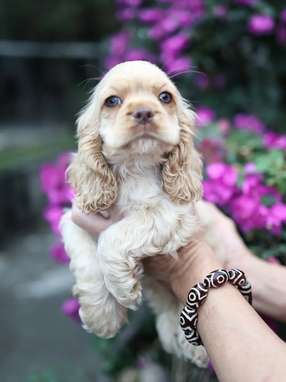 奶油美系可卡妹妹