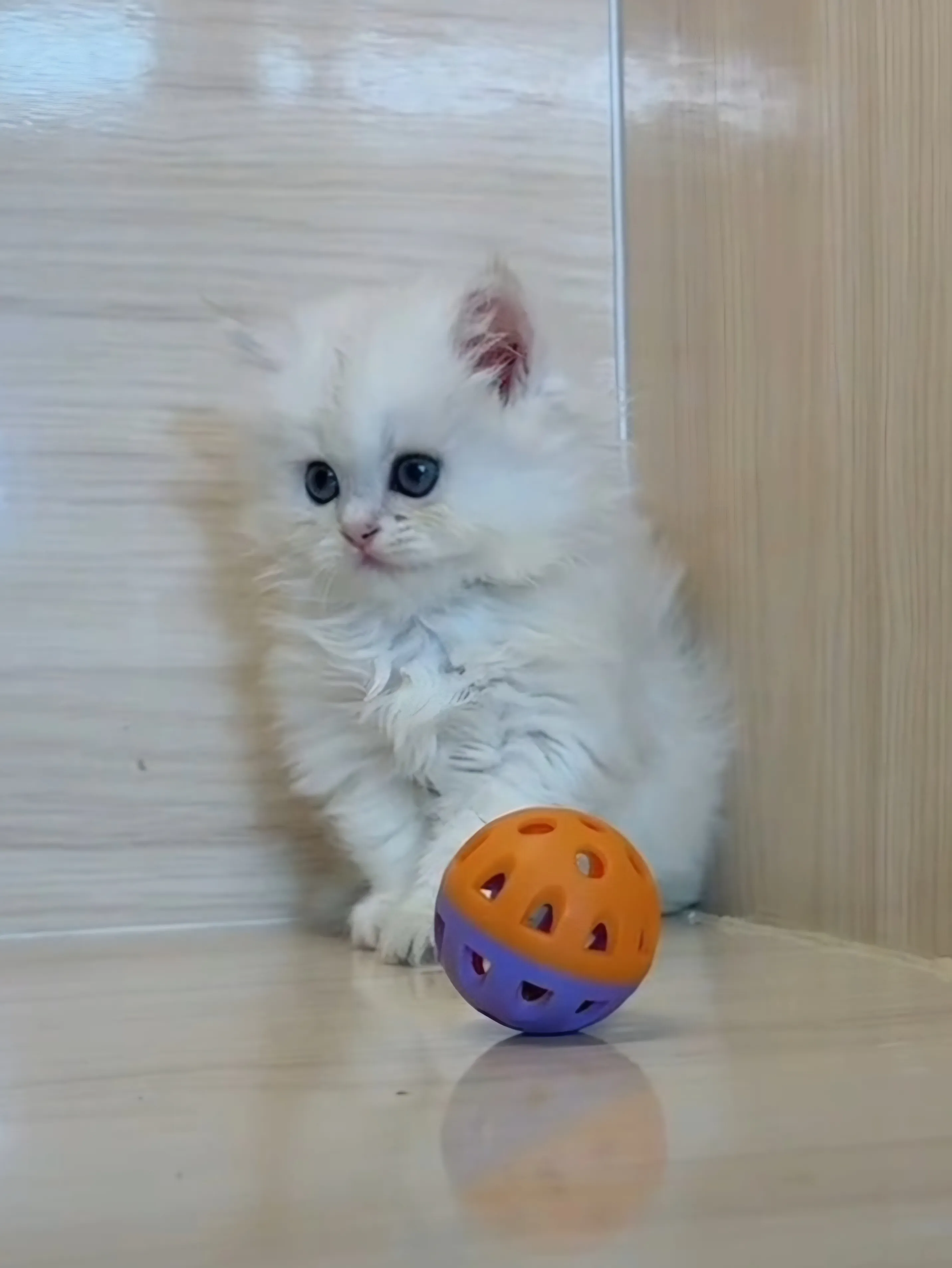 金銀花漸層英長妹妹