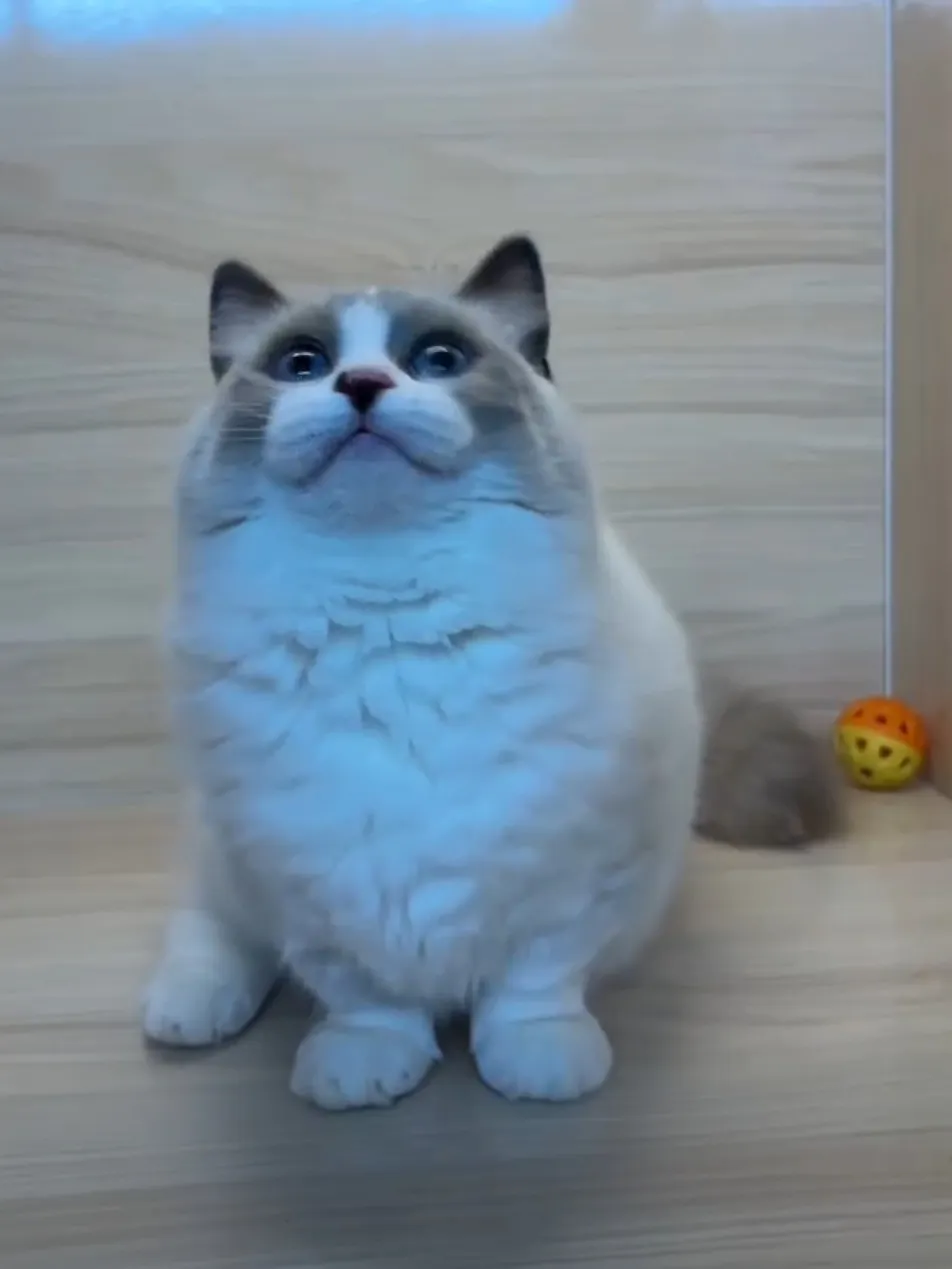 海雙小步舞曲妹妹