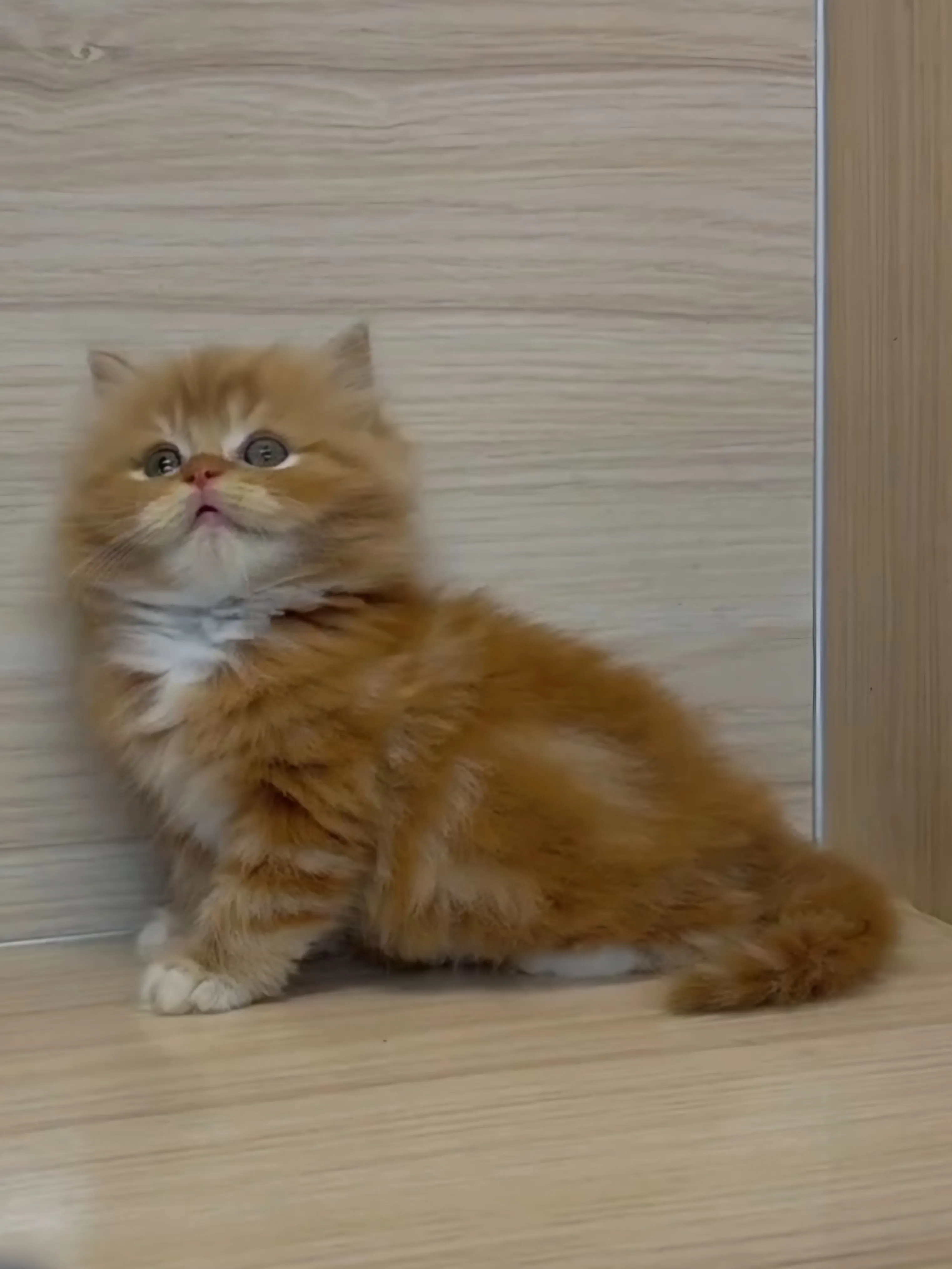 橘白英長弟弟 (已找到家人)