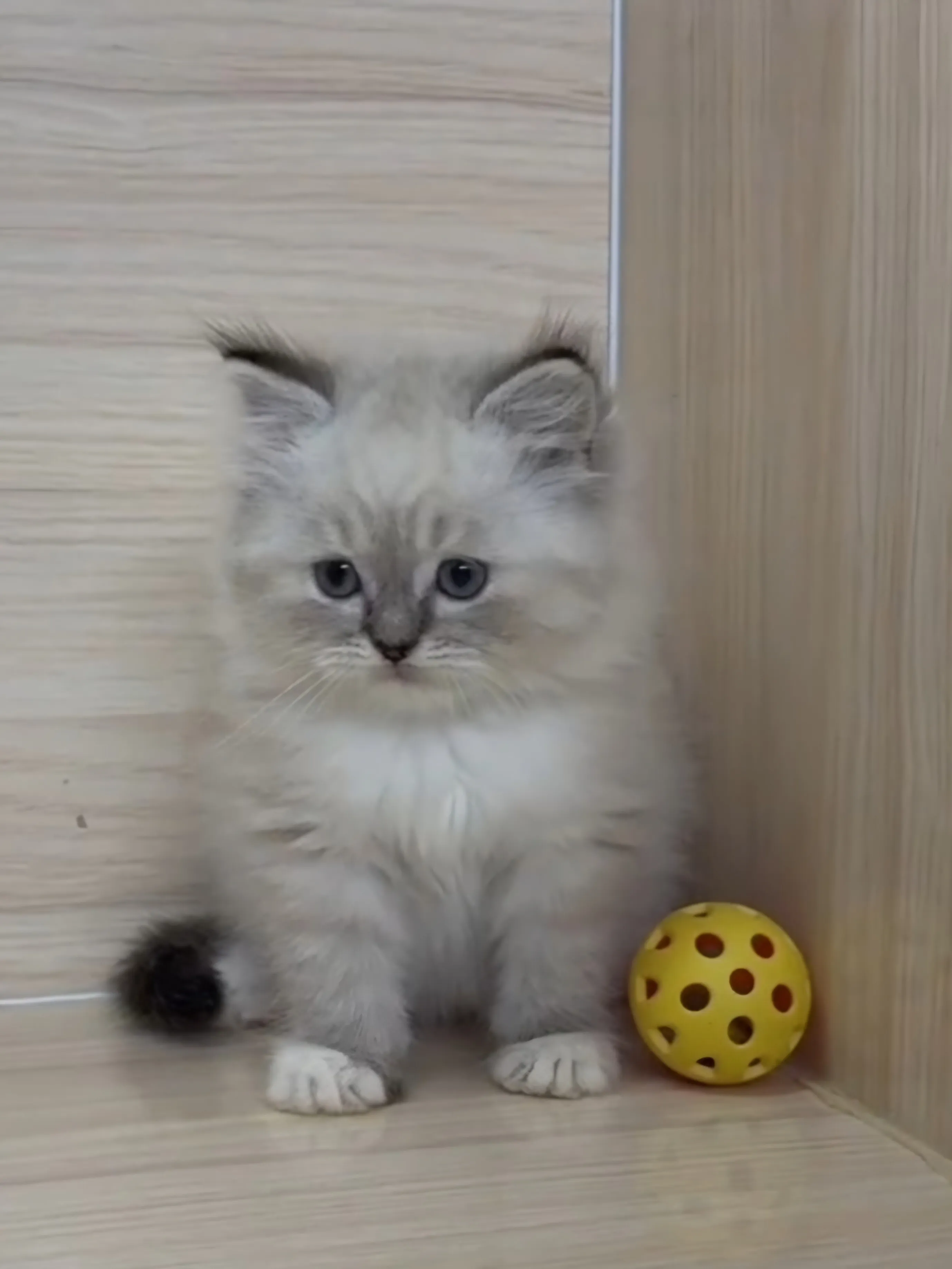 山貓紋英長弟弟