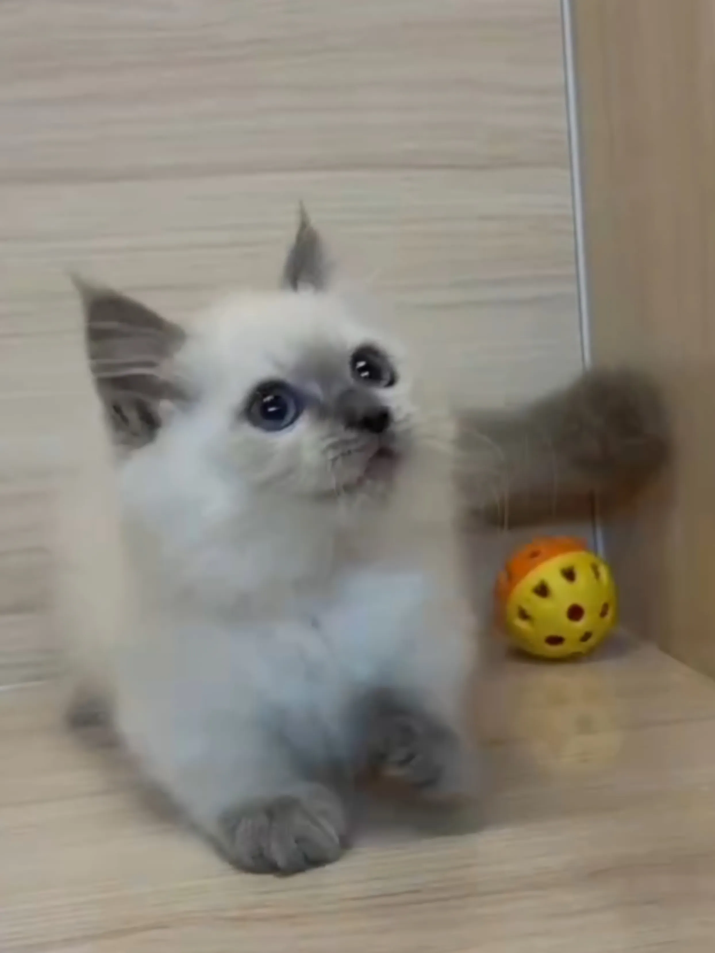 藍重點小部舞曲妹妹