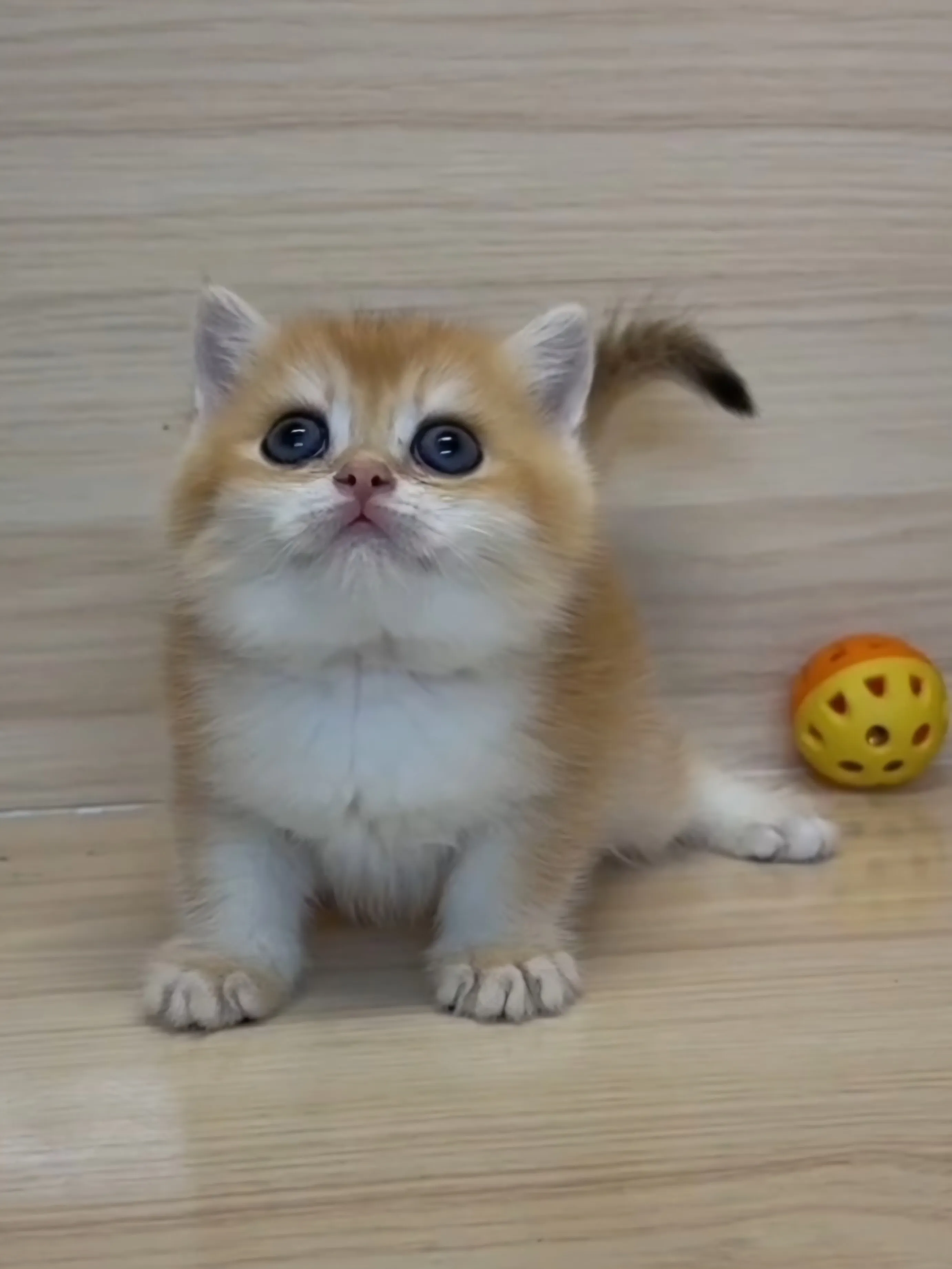 金漸層妹妹 (已找到家人)