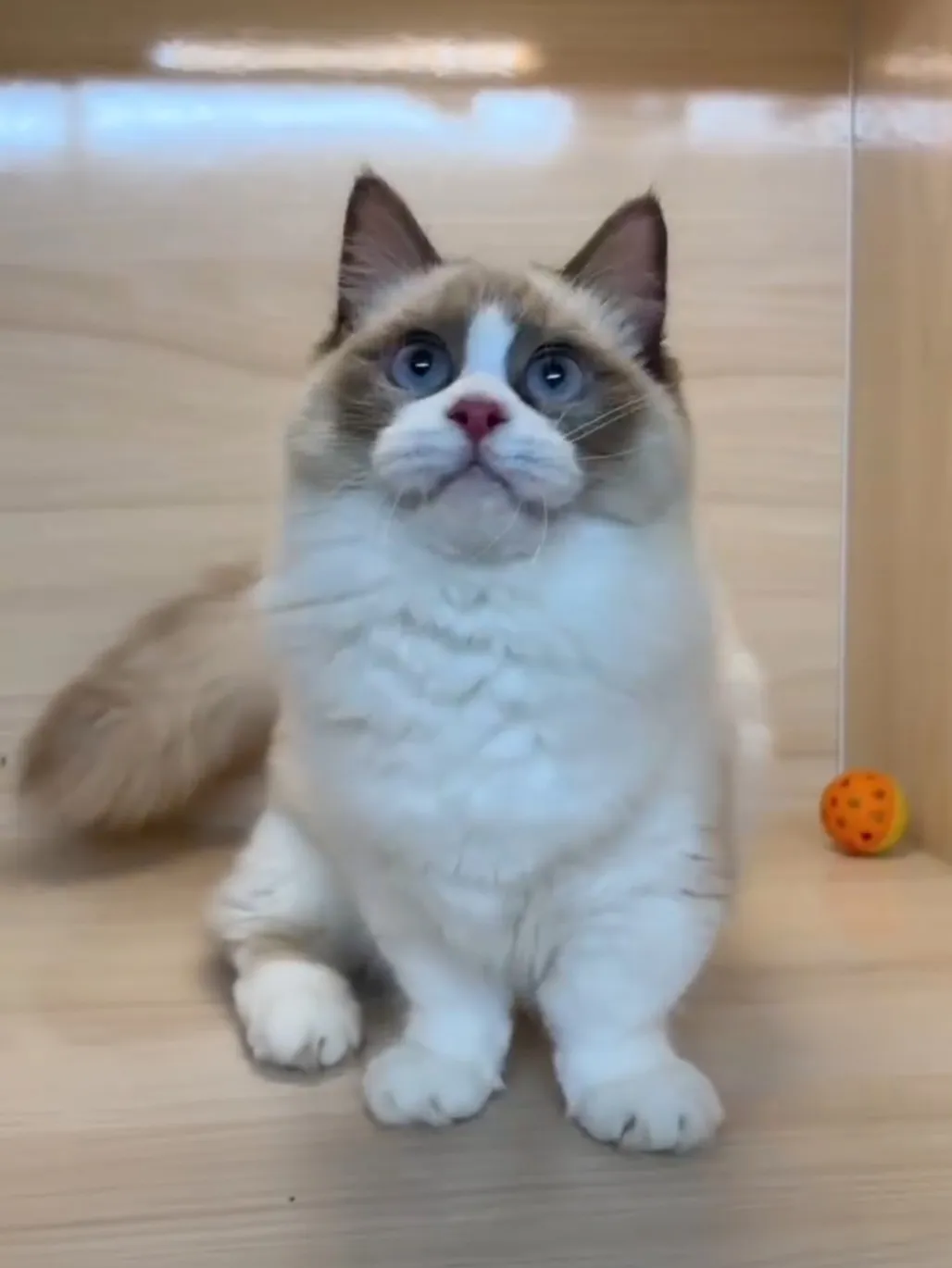 海雙小步舞曲妹妹