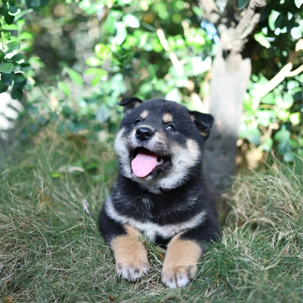 柴犬弟弟