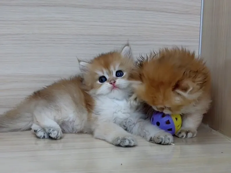 長毛金漸層弟弟 (已找到家人)