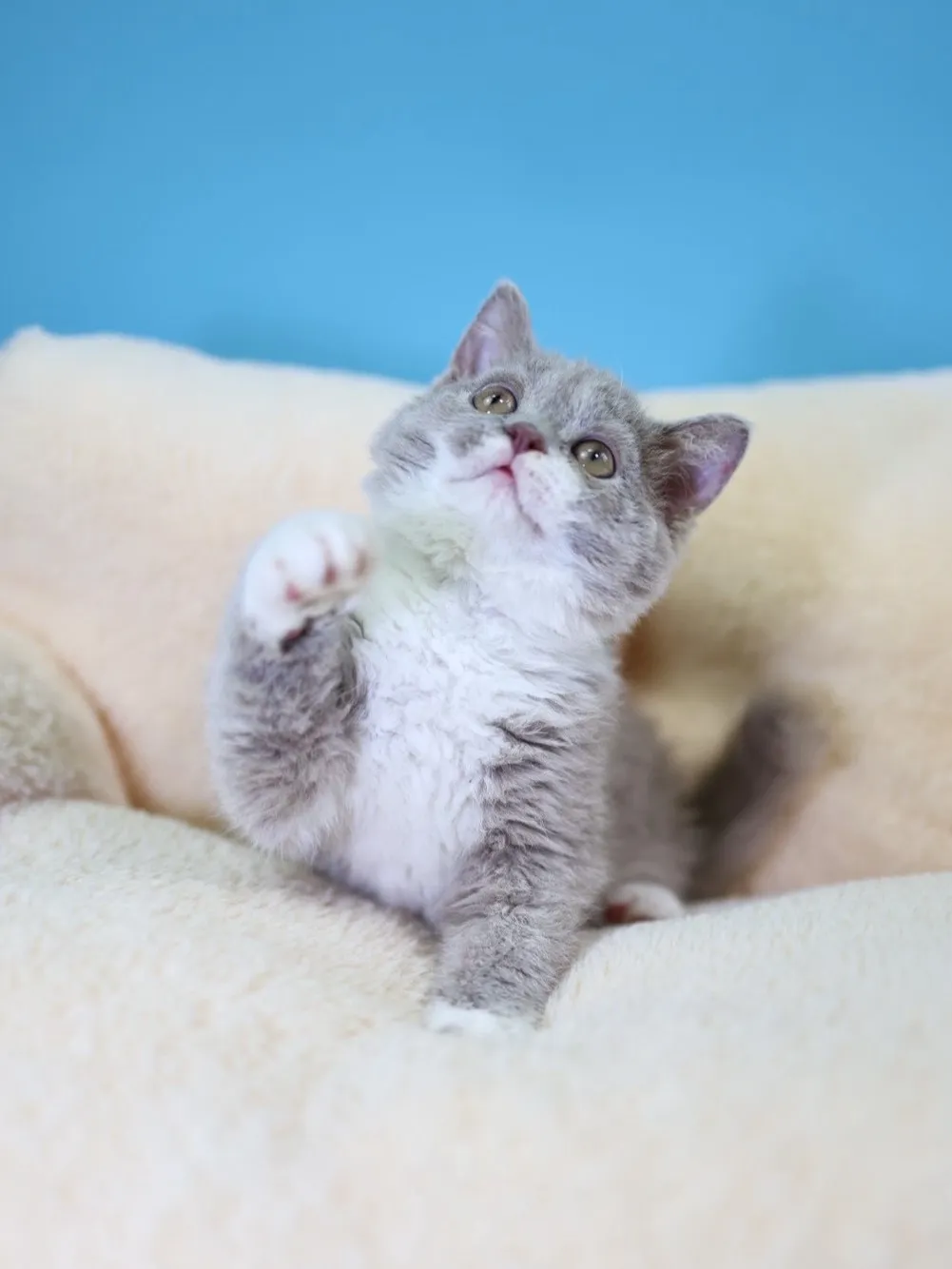 紫丁香加白賽爾凱捲毛弟弟