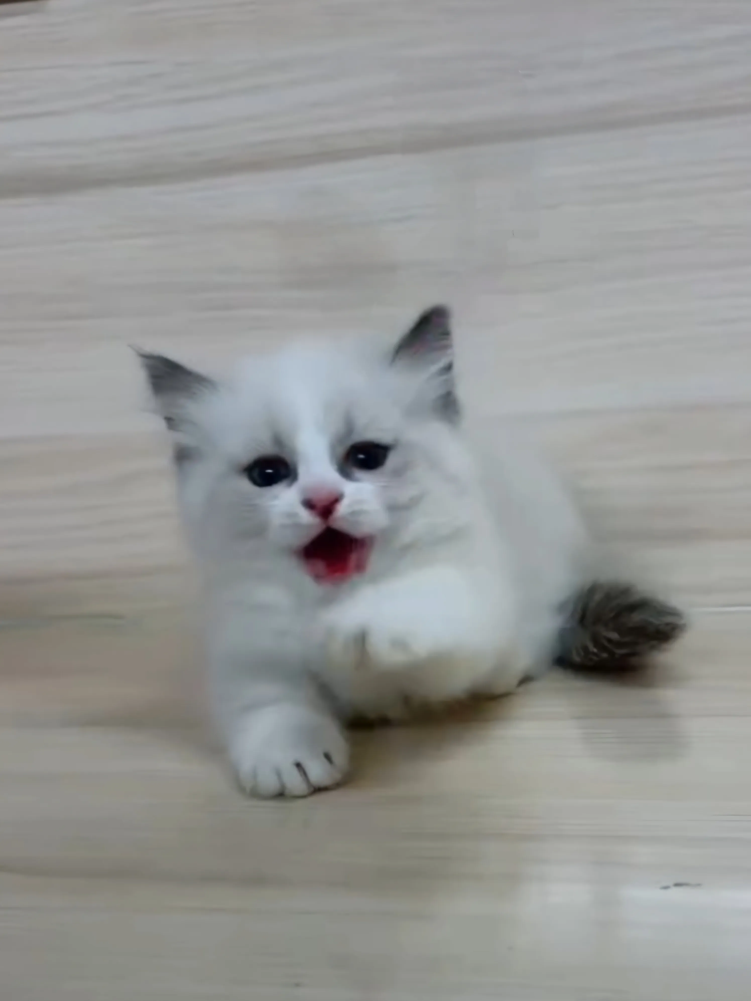 海雙布偶小布舞曲妹妹