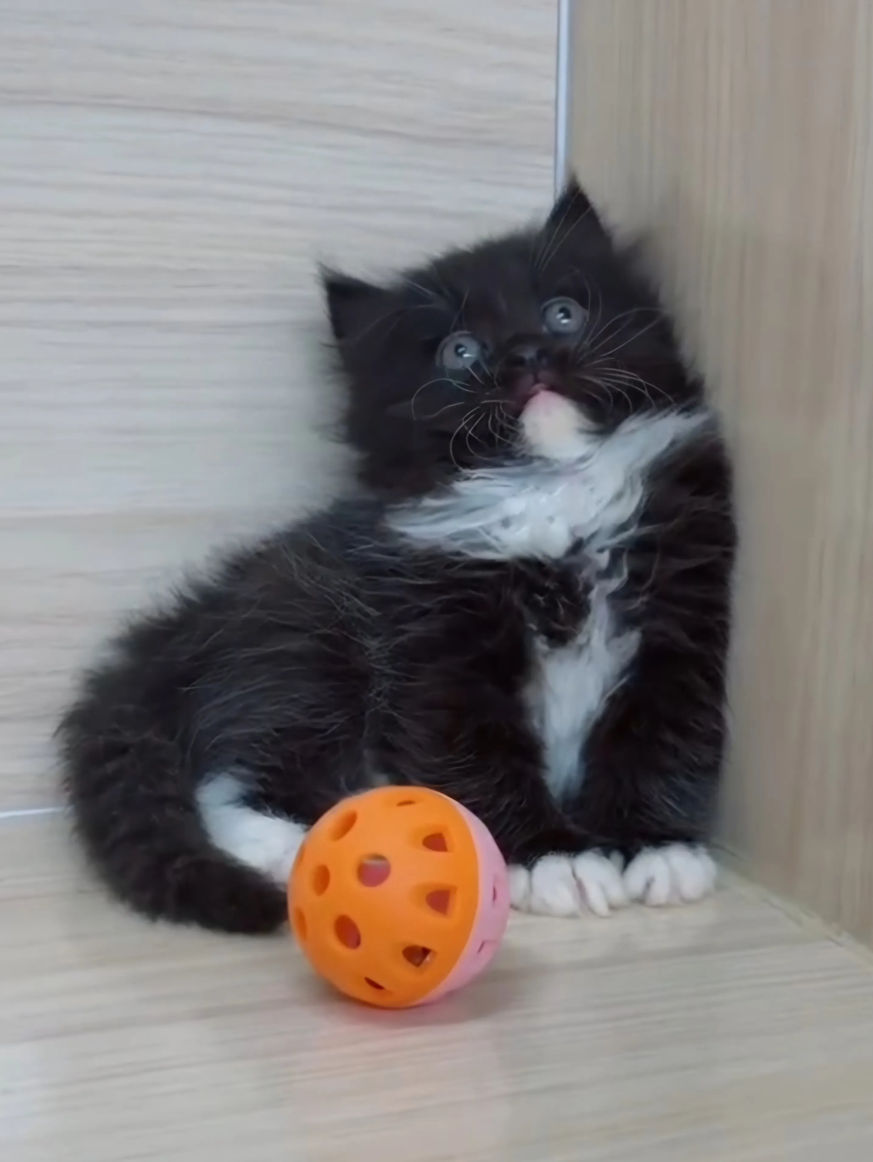 黑白英長妹妹 (已找到家人)