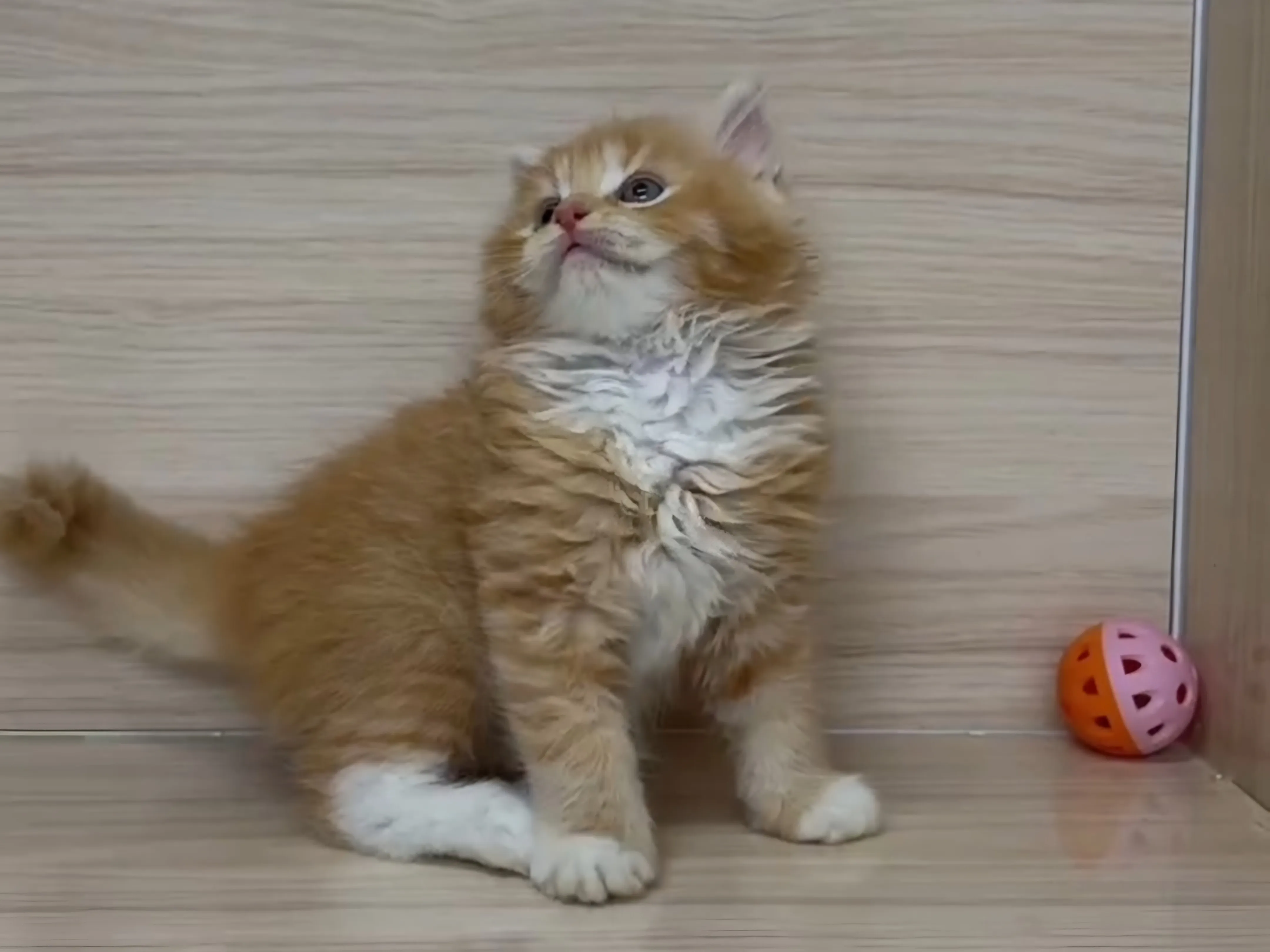 橘白英長弟弟 (已找到家人)