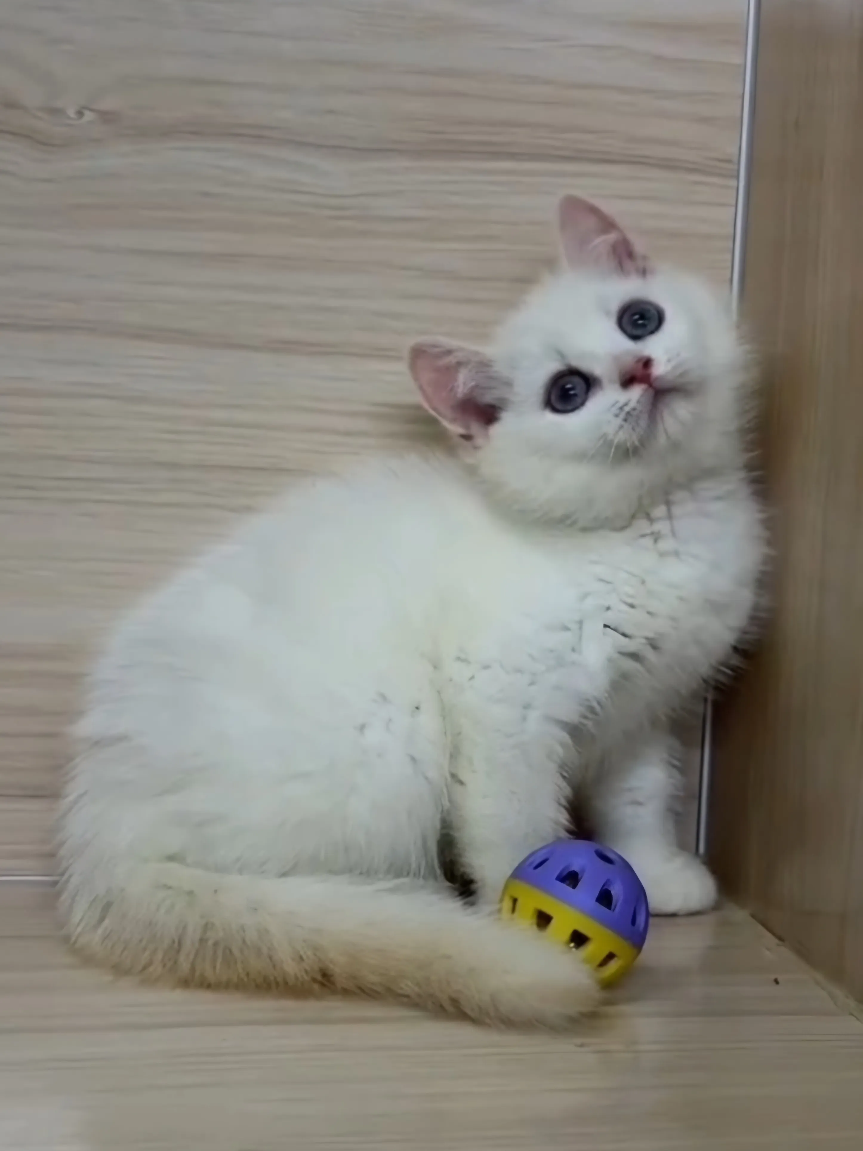 奶油重點英短弟弟